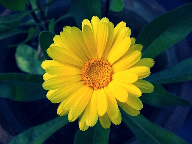carta da parati fiore giallo,fiore,pianta fiorita,petalo,giallo,pianta