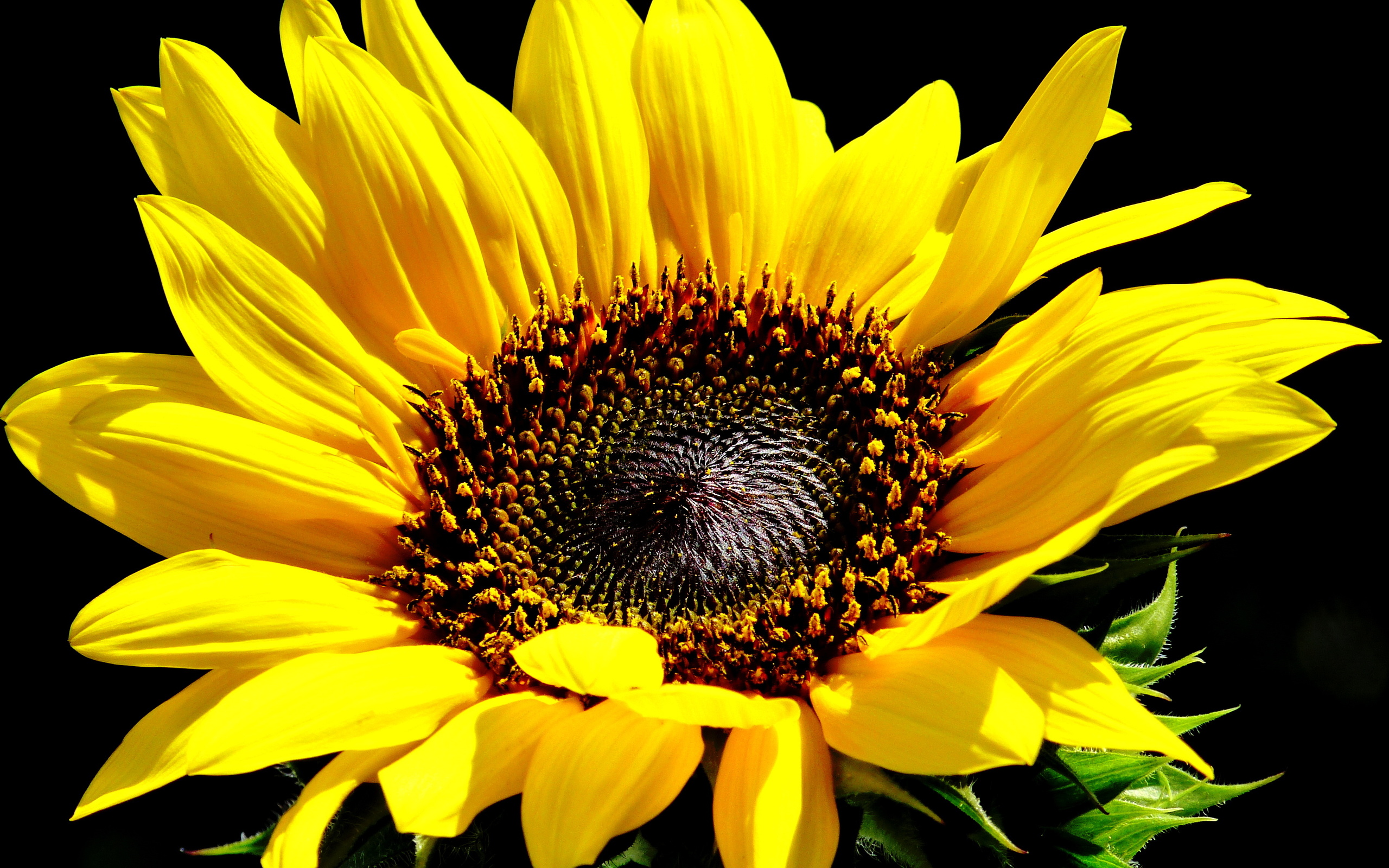 yellow flower wallpaper,flower,sunflower,flowering plant,yellow,petal