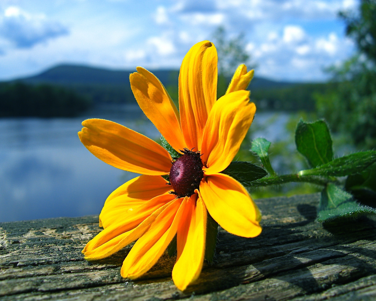 yellow flower wallpaper,nature,flower,yellow,petal,plant