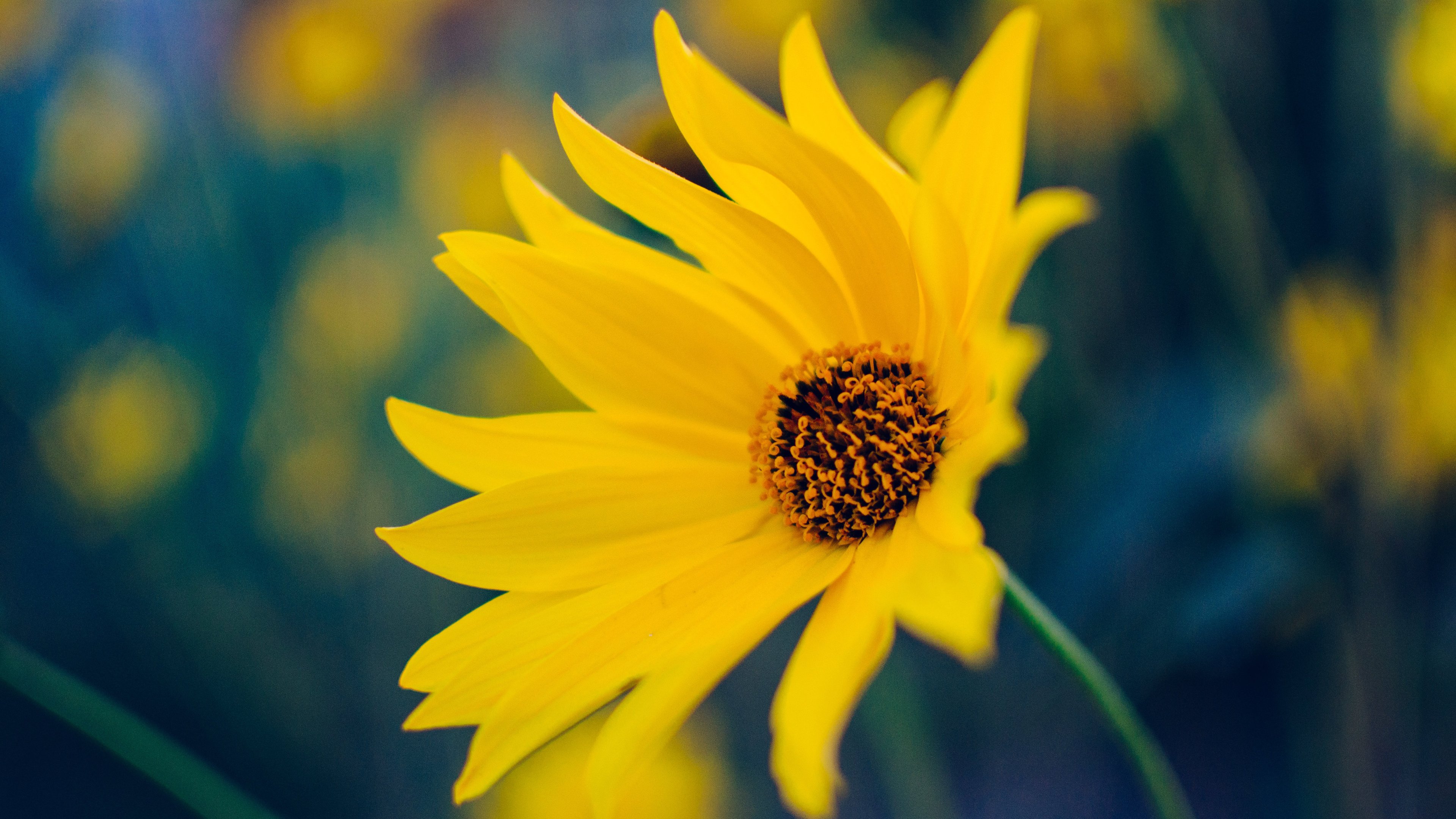 gelbe blumentapete,blume,gelb,blütenblatt,himmel,sonnenblume