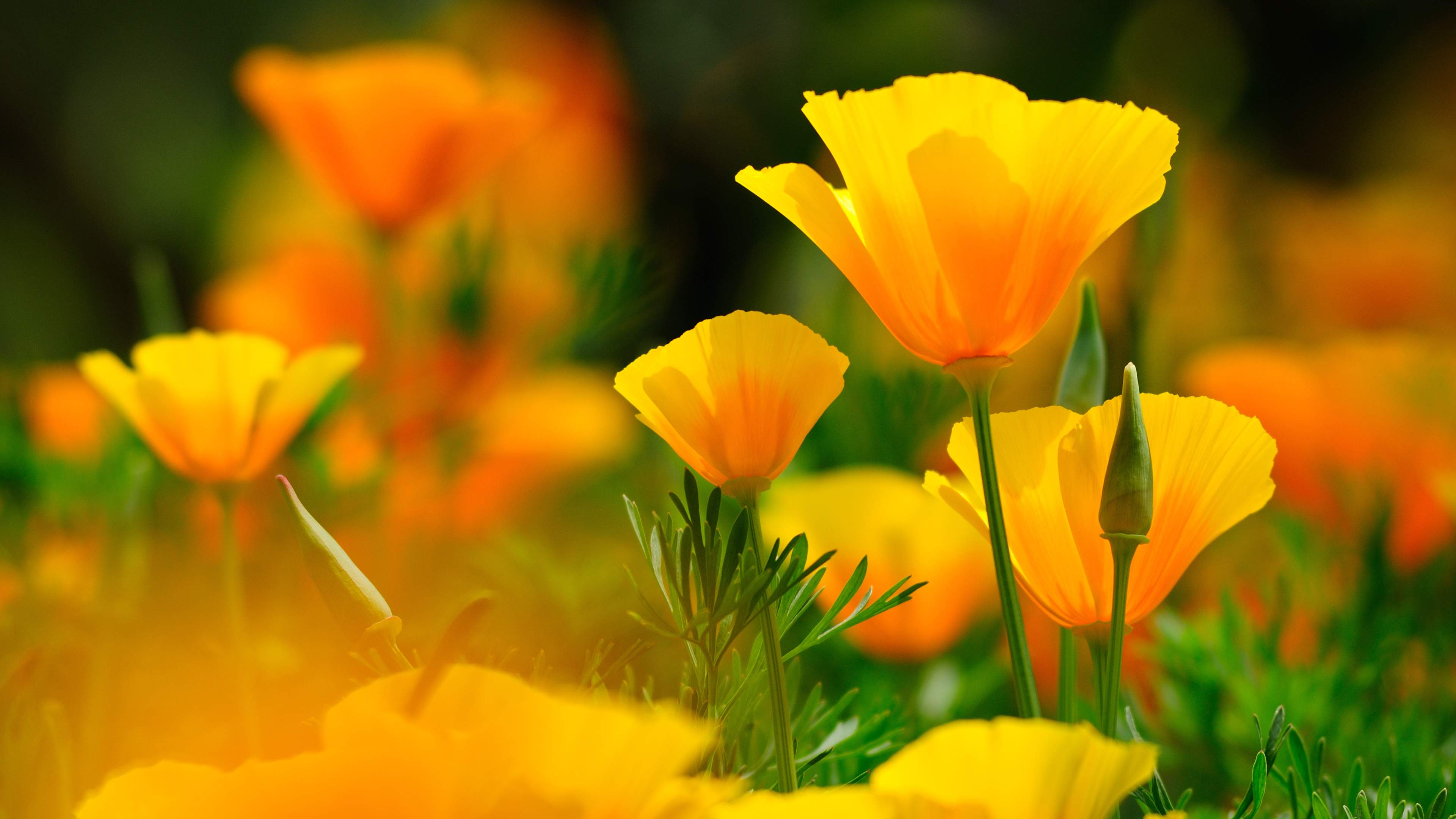 carta da parati fiore giallo,fiore,pianta fiorita,eschscholzia californica,petalo,giallo