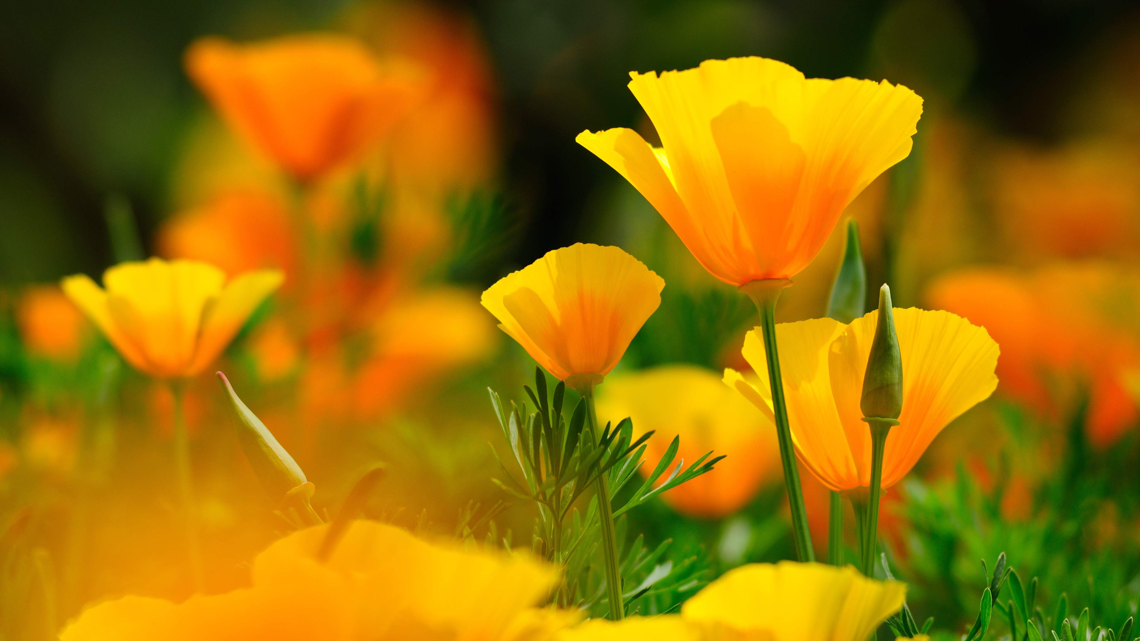 yellow flower wallpaper,flower,flowering plant,eschscholzia californica,petal,yellow