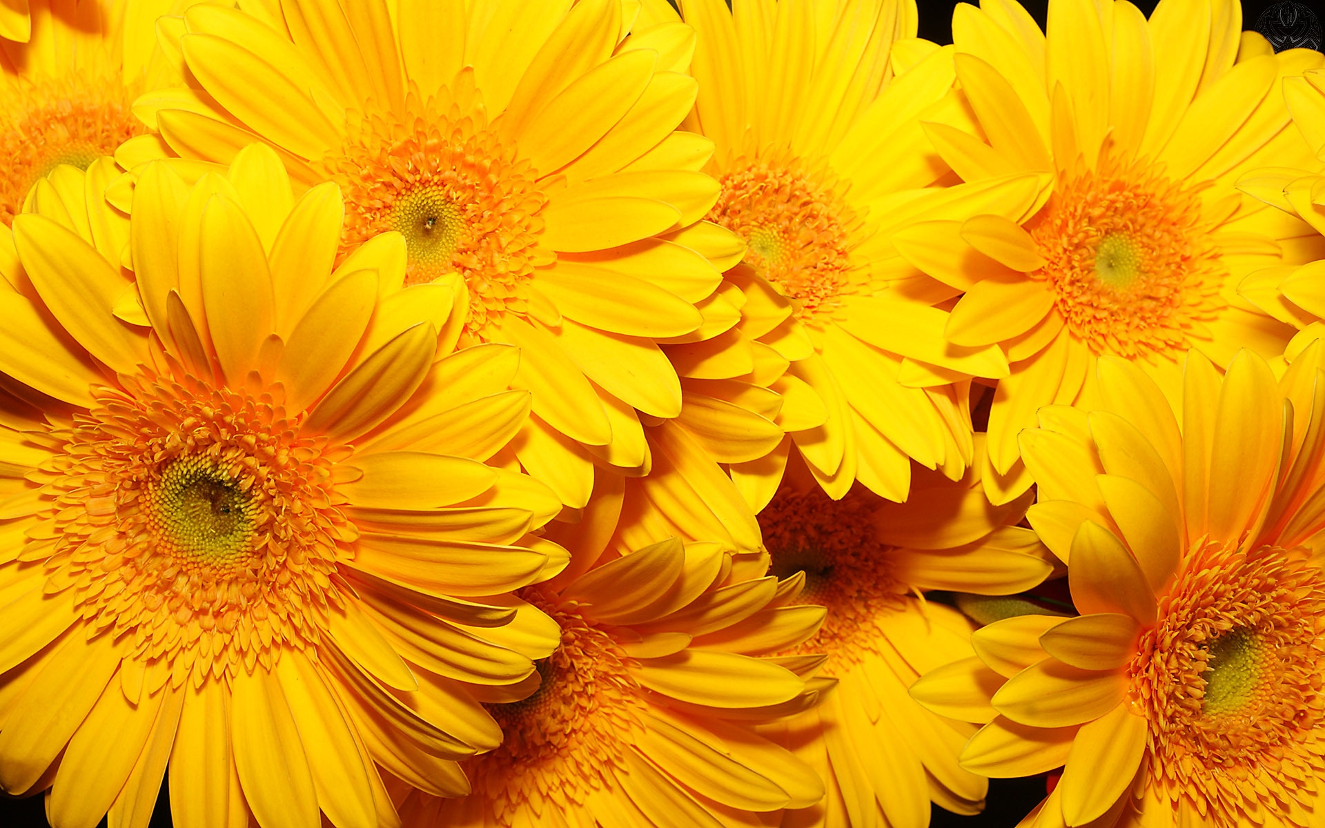 yellow flower wallpaper,flower,flowering plant,barberton daisy,gerbera,english marigold