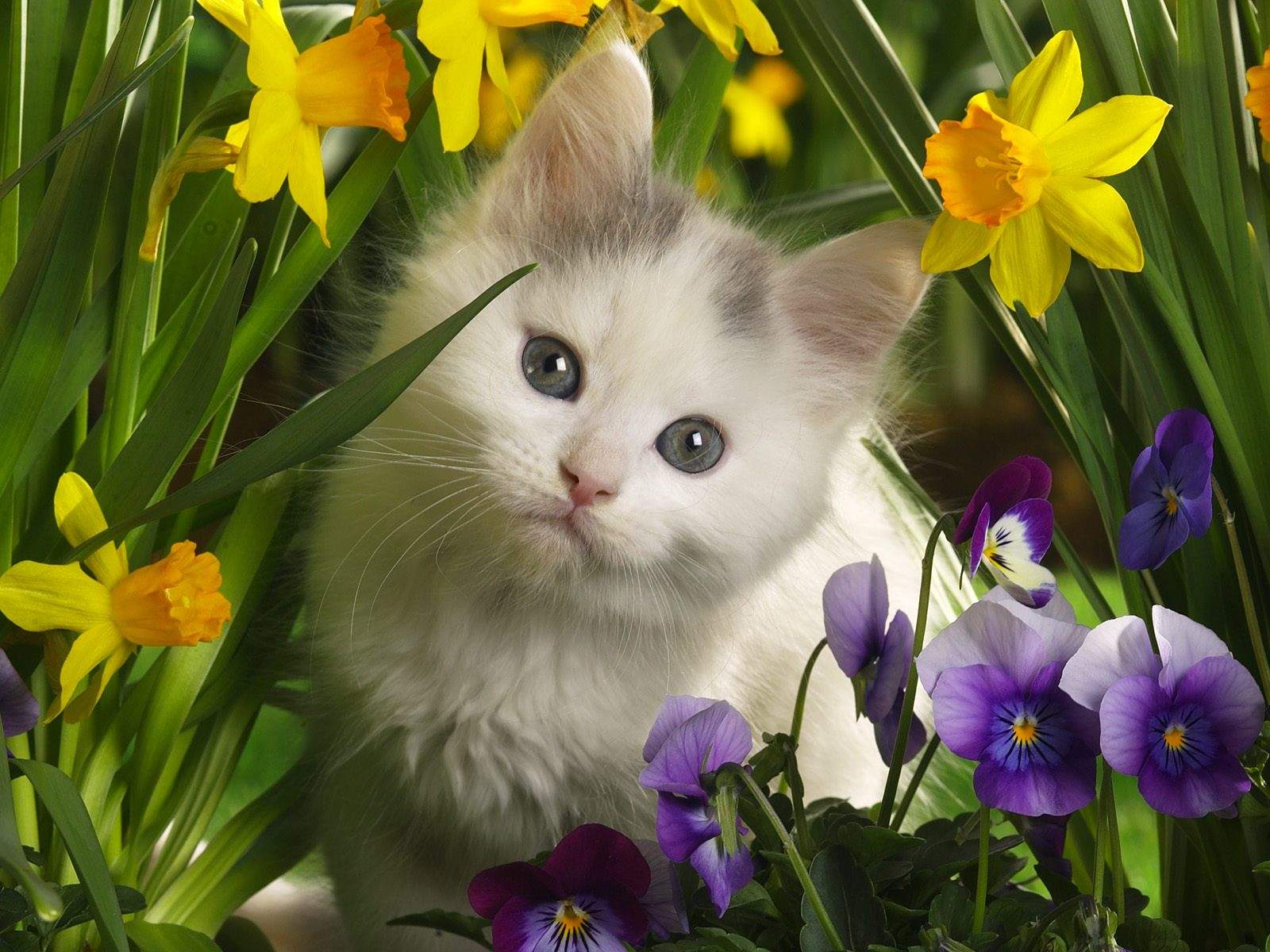 고양이 배경 아름다운,고양이,중소형 고양이,felidae,꽃,식물