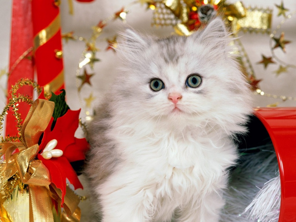 cats wallpaper beautiful,cat,mammal,small to medium sized cats,felidae,persian