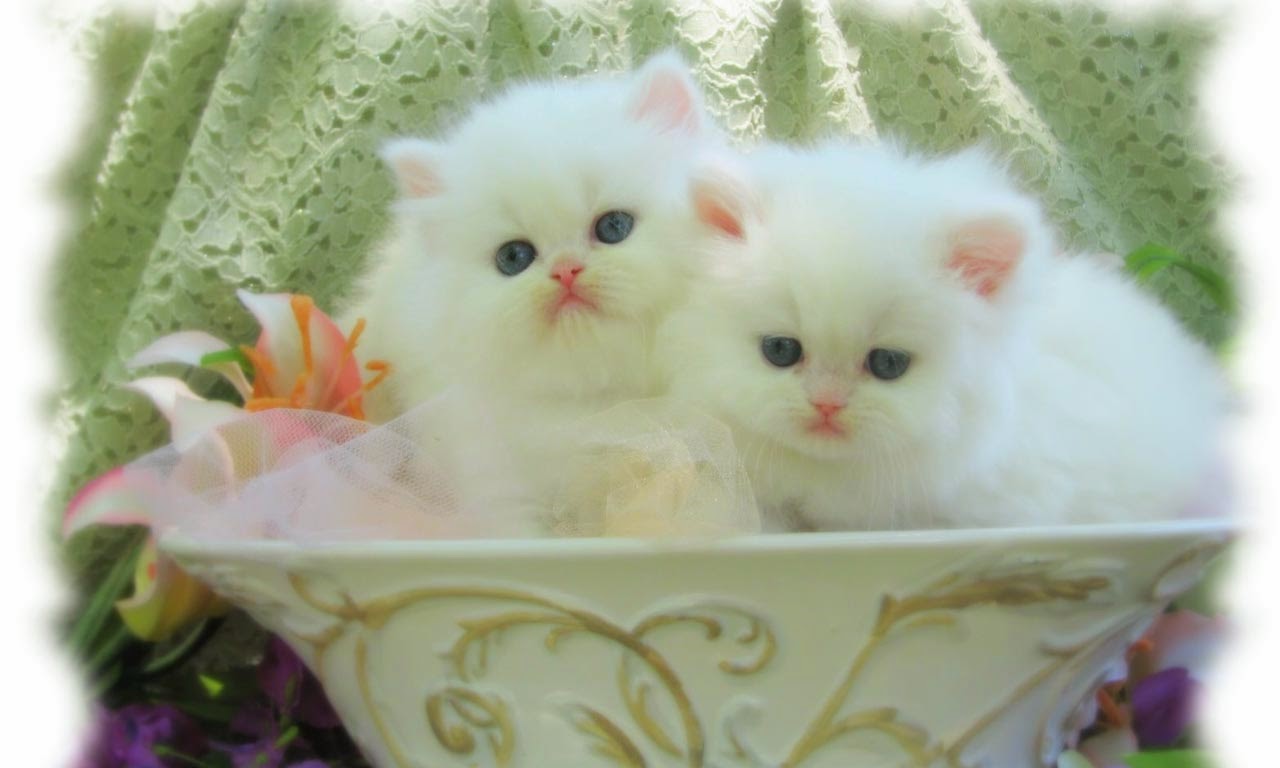 chats fond d'écran belle,chat,chats de petite à moyenne taille,félidés,persan,chaton