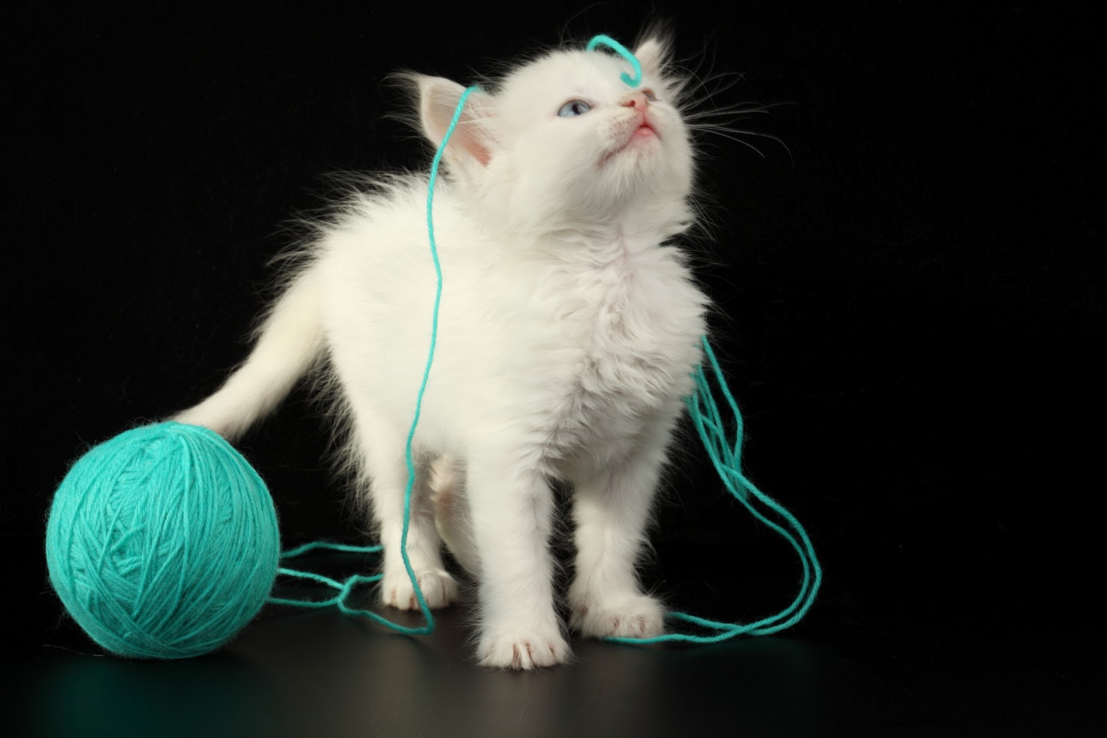 고양이 배경 아름다운,고양이,중소형 고양이,felidae,고양이 장난감,구레나룻