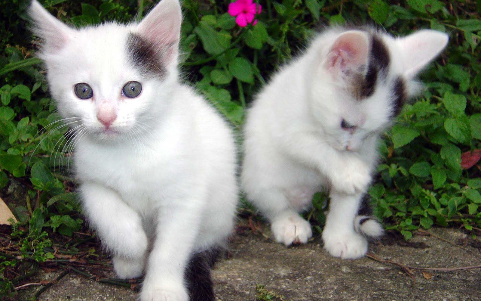 gatos fondos de pantalla hermosa,gato,gatos pequeños a medianos,felidae,bigotes,angora turca