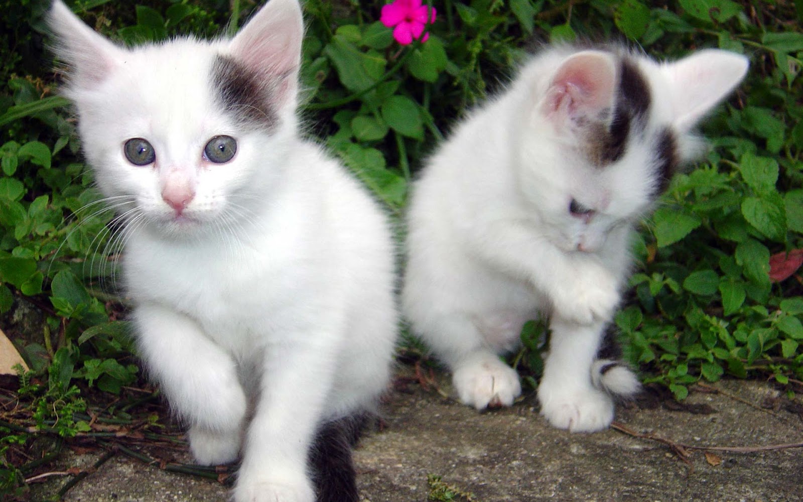 katzentapete schön,katze,kleine bis mittelgroße katzen,felidae,schnurrhaare,türkische angora