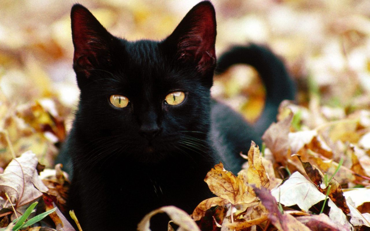 gatos fondos de pantalla hermosa,gato,gato negro,gatos pequeños a medianos,felidae,bombay