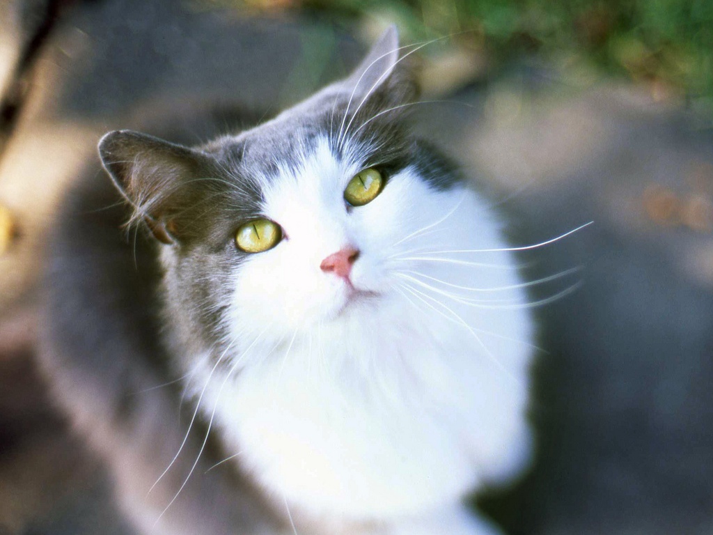 katzentapete schön,katze,kleine bis mittelgroße katzen,schnurrhaare,felidae,norwegische waldkatze