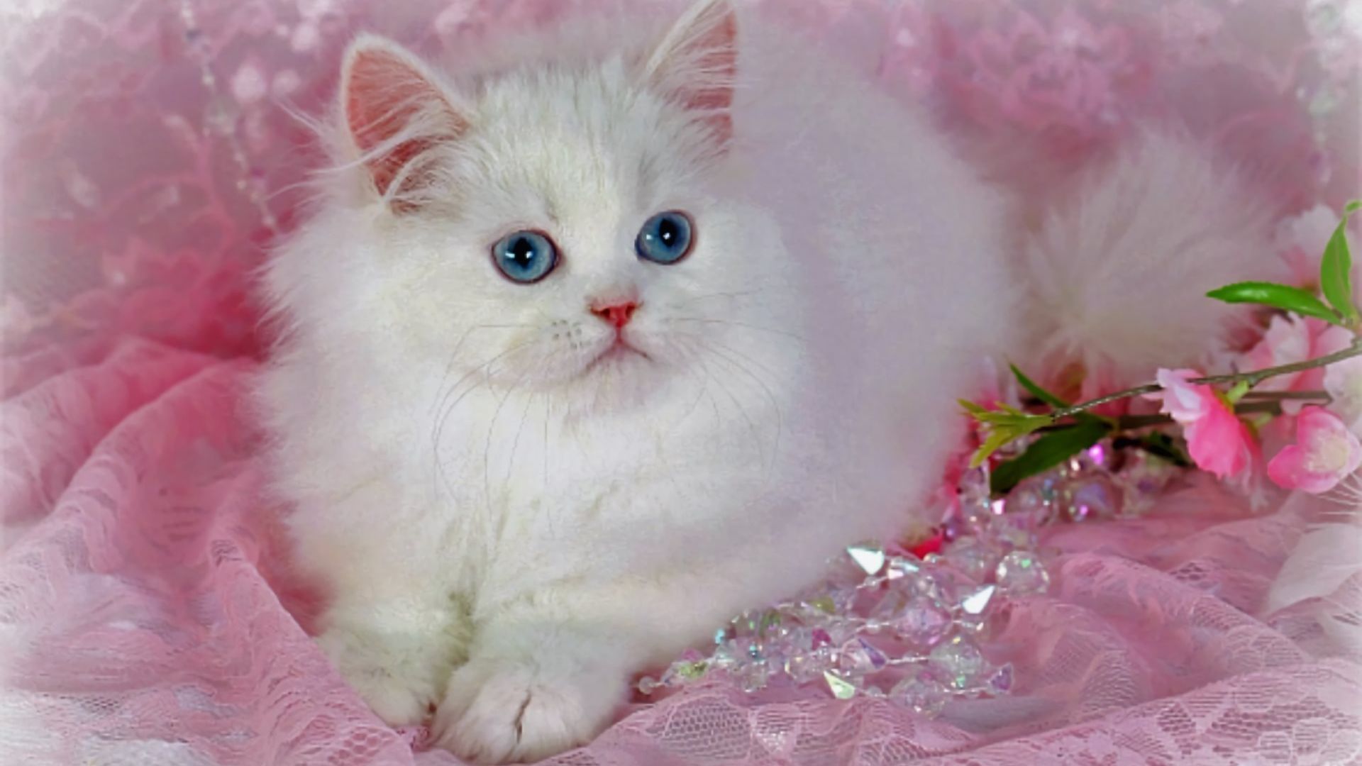 chats fond d'écran belle,chat,chats de petite à moyenne taille,félidés,moustaches,persan