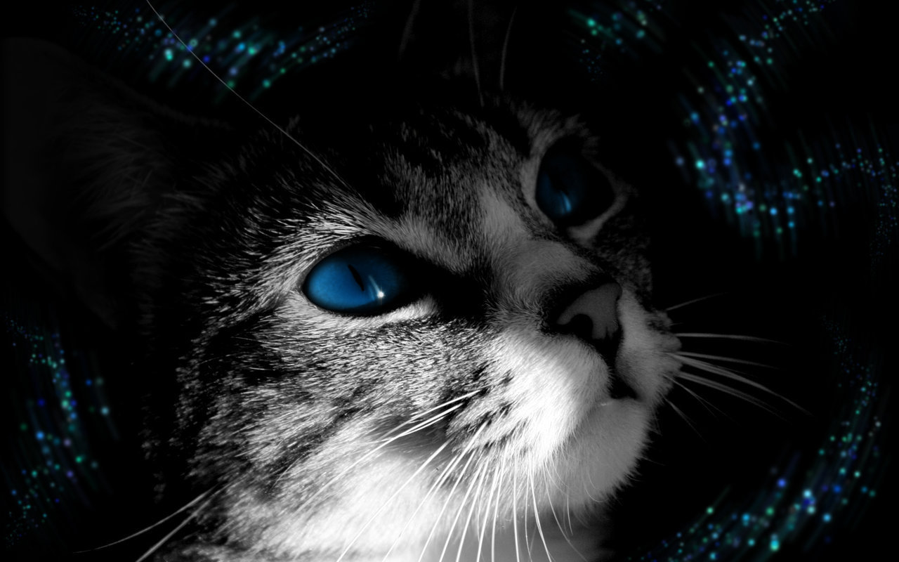 chats fond d'écran belle,chat,moustaches,chats de petite à moyenne taille,félidés,bleu