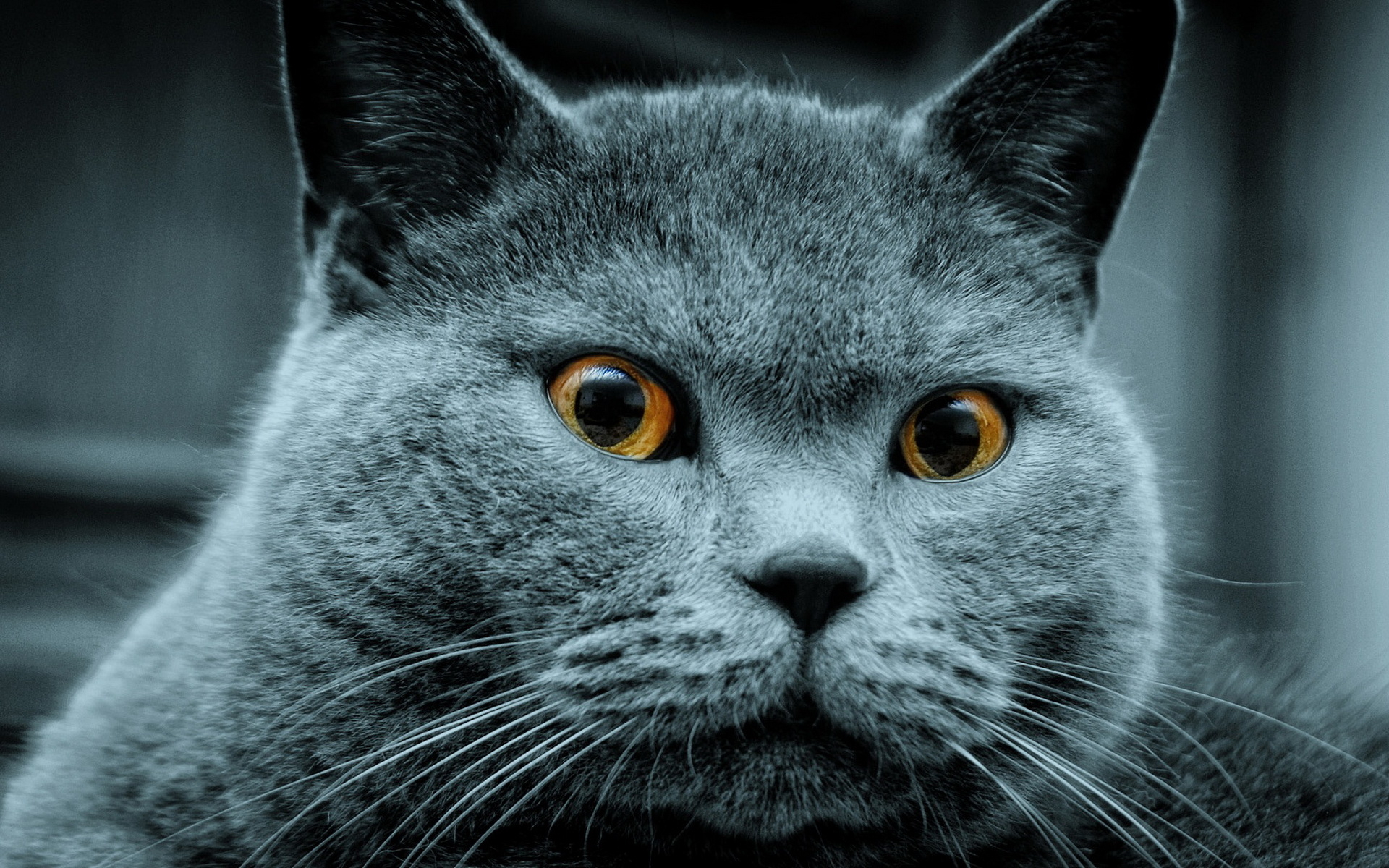 chats fond d'écran belle,chat,moustaches,chats de petite à moyenne taille,félidés,shorthair britannique