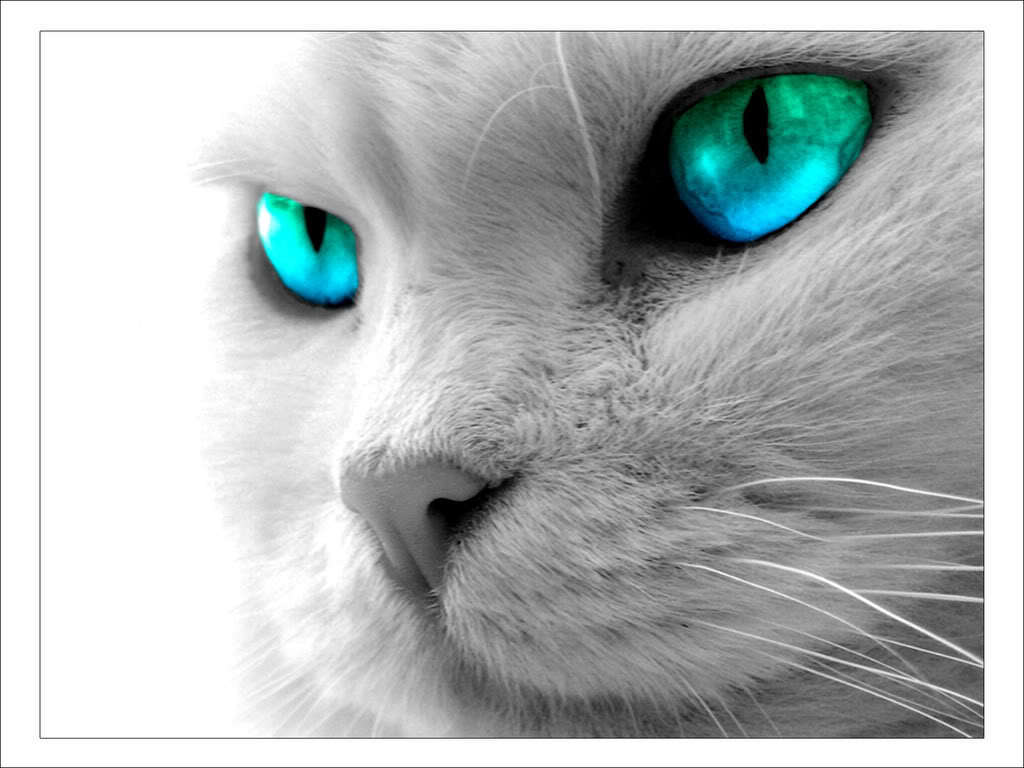 猫壁紙美しい,ネコ,中型から中型の猫,ひげ,ネコ科,青い