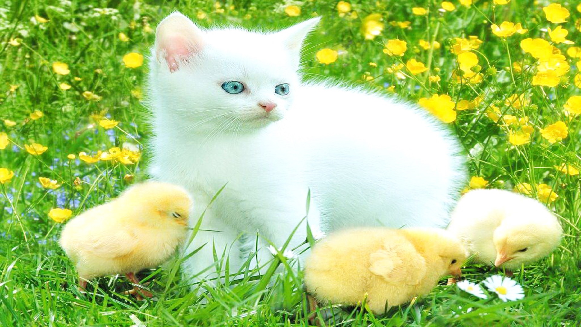 고양이 배경 아름다운,고양이,felidae,중소형 고양이,잔디,고양이 새끼