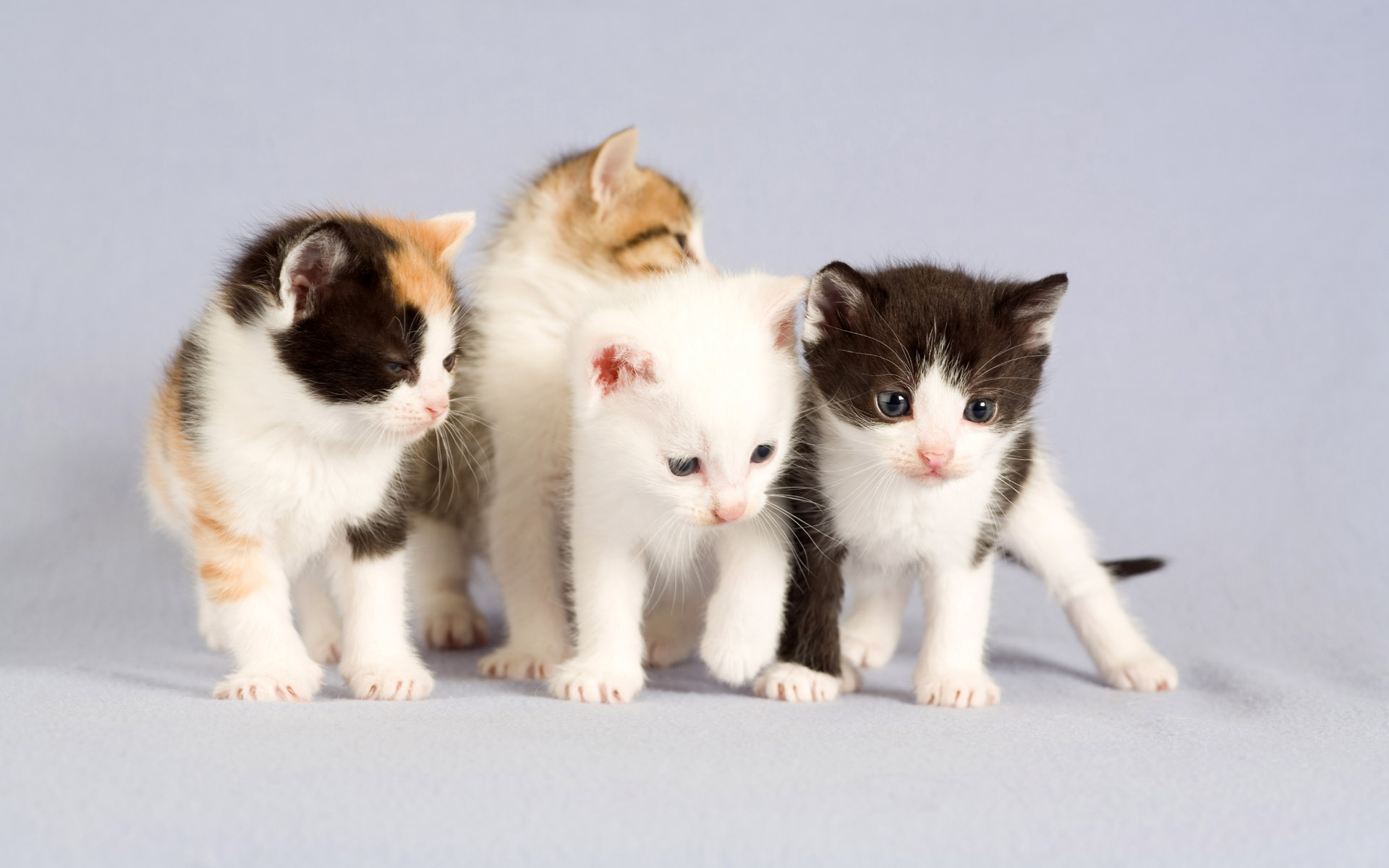 bella carta da parati per gatti,gatto,gatti di piccola e media taglia,felidae,gattino,gatto egeo