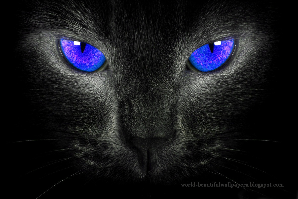 gatos fondos de pantalla hermosa,gato,azul,gatos pequeños a medianos,felidae,bigotes
