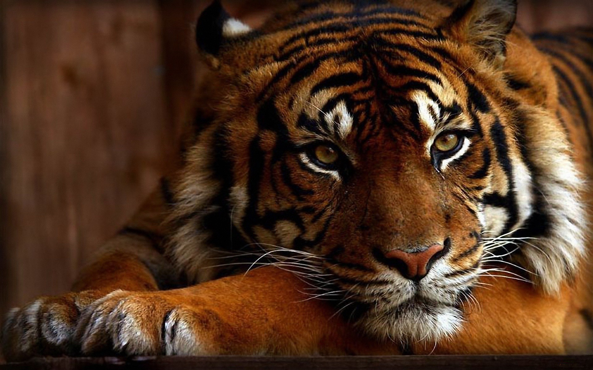 fondo de pantalla de bengals,tigre,fauna silvestre,tigre de bengala,animal terrestre,tigre siberiano