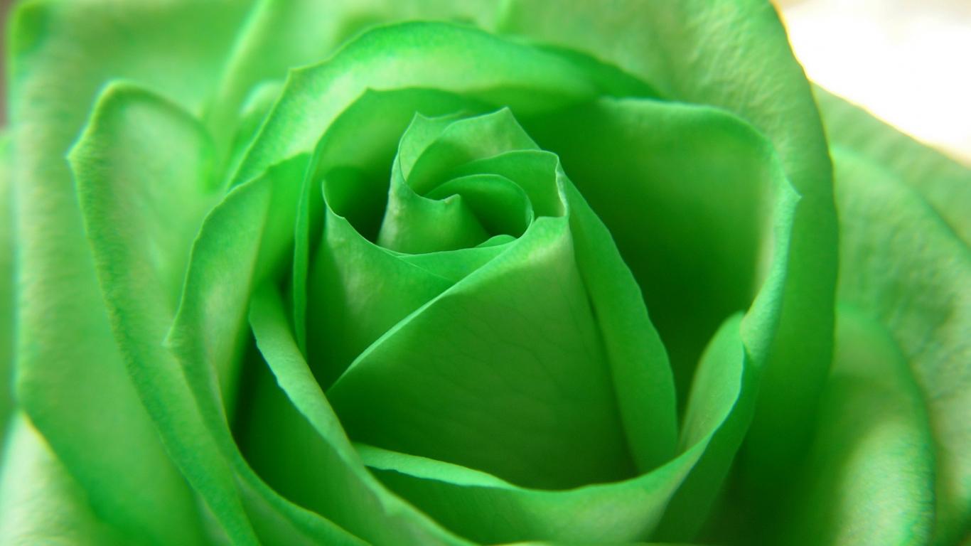 緑の花の壁紙,緑,庭のバラ,ローズ,花,花弁