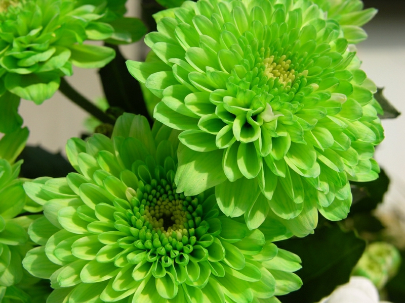 green flower wallpaper,flower,flowering plant,plant,petal,chrysanths