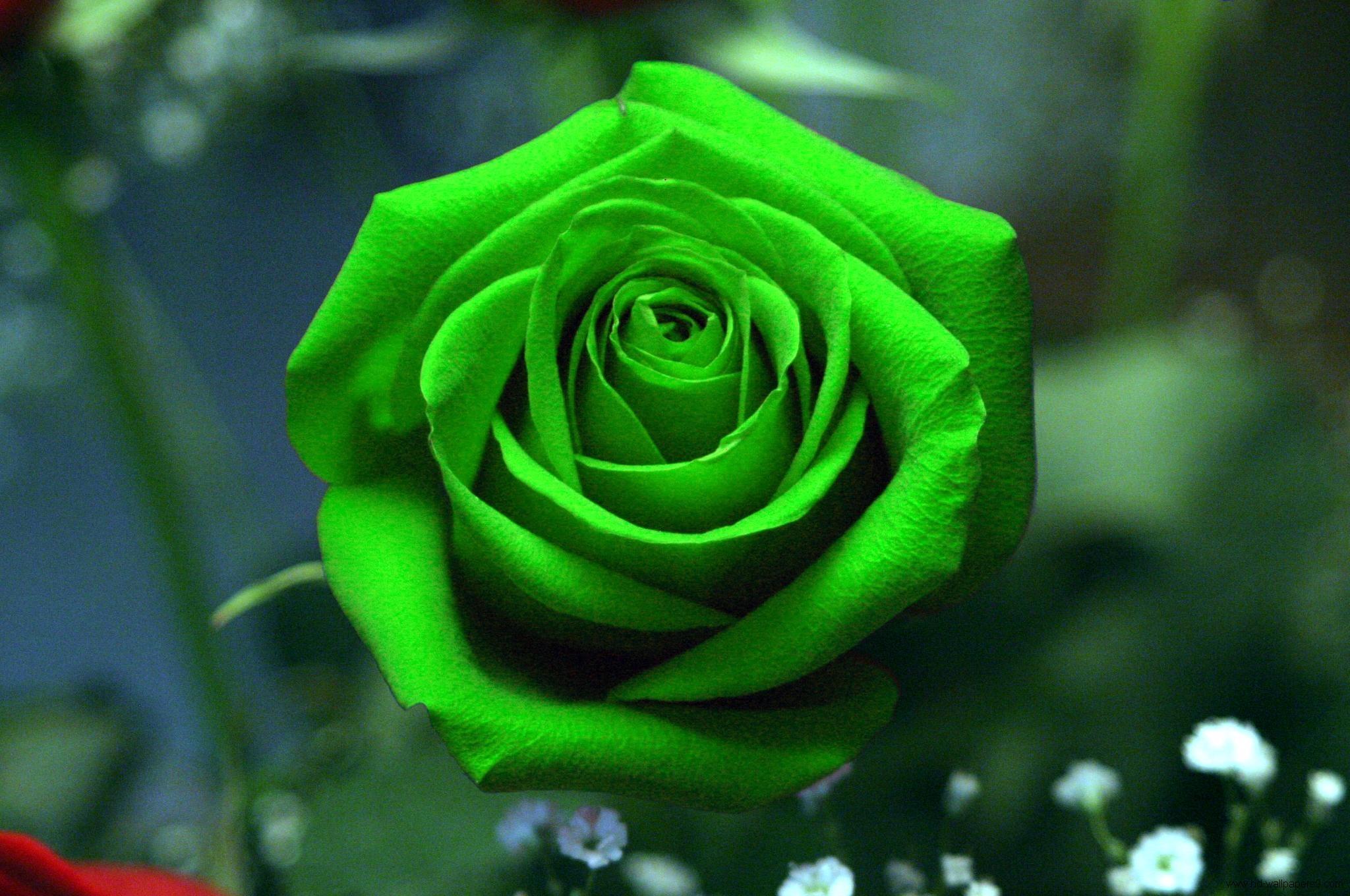 green flower wallpaper,flower,rose,flowering plant,garden roses,green
