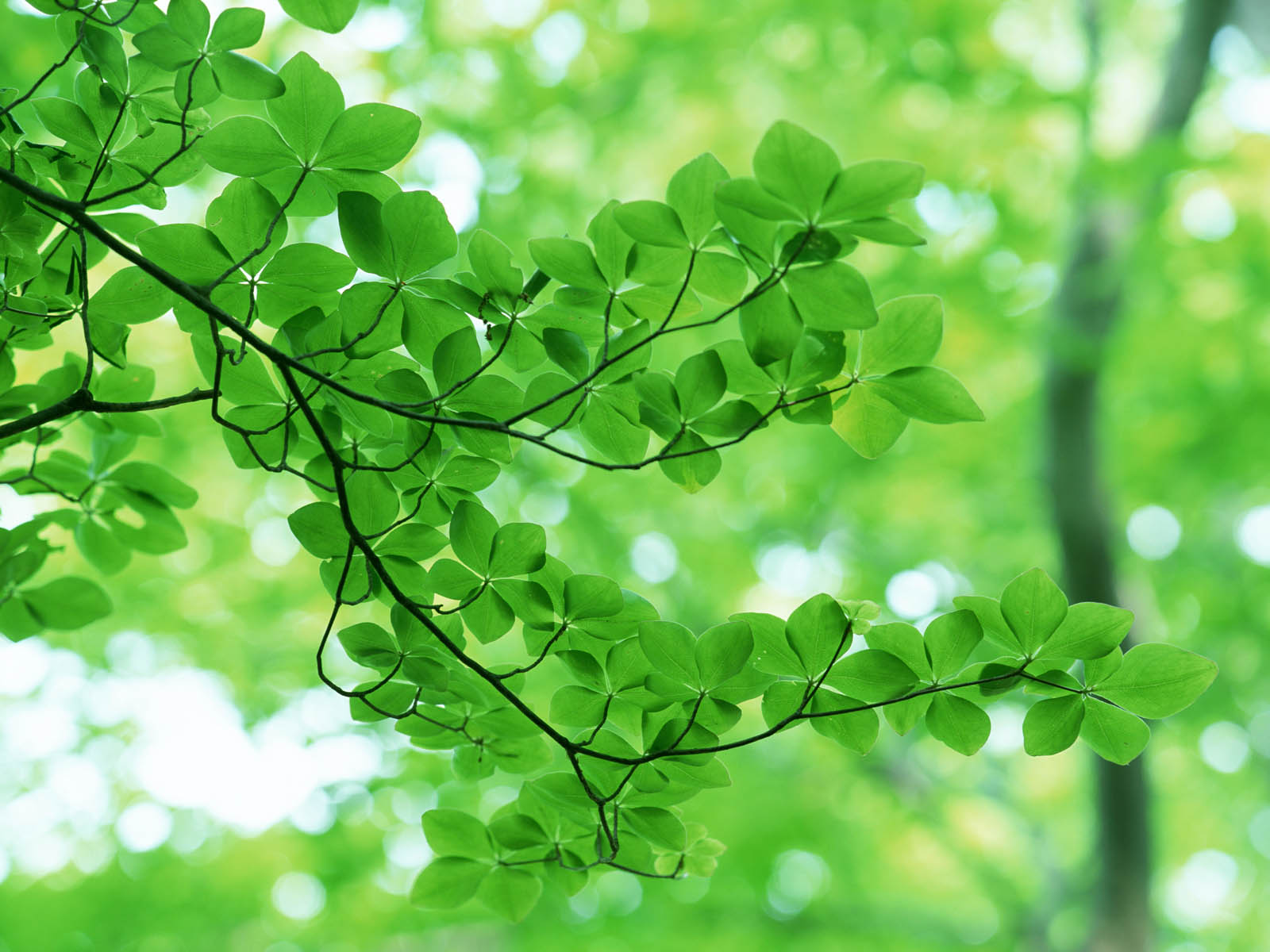 papier peint fleur verte,vert,feuille,la nature,arbre,plante