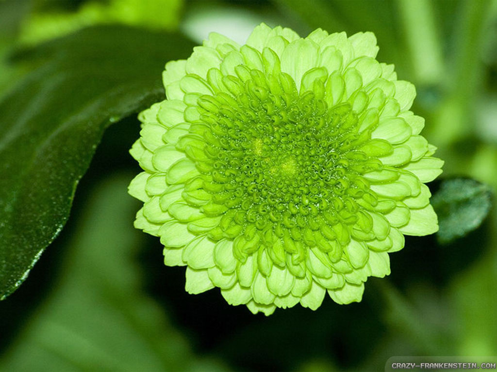 green flower wallpaper,flower,flowering plant,plant,petal,botany