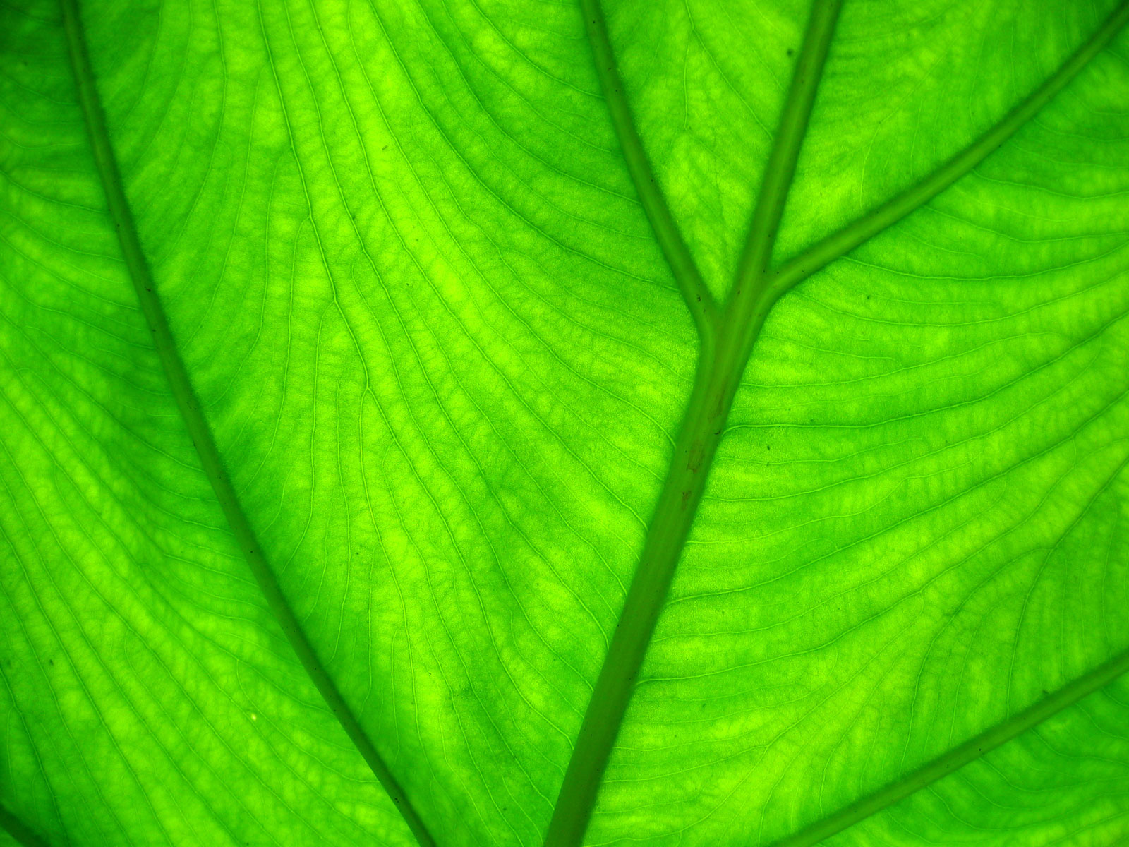 녹색 잎 벽지,초록,잎,식물,확대,선