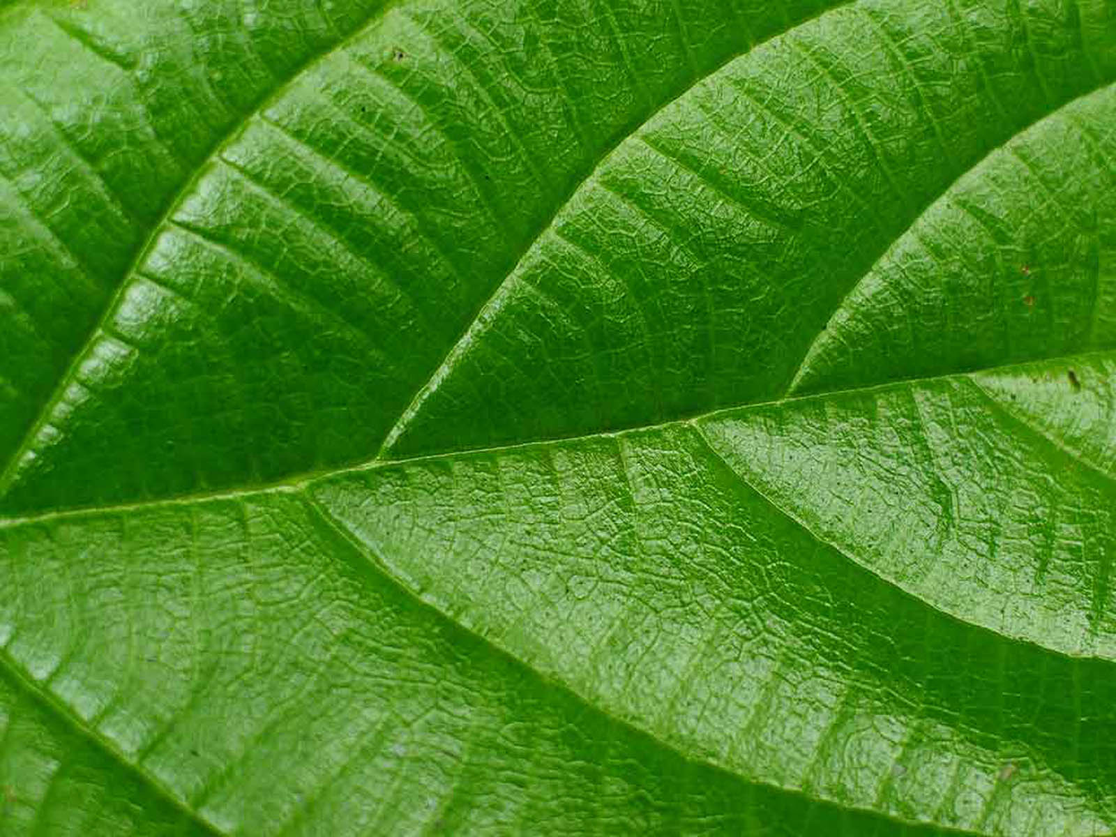 papier peint feuille verte,feuille,plante,fleur,vert,arbre