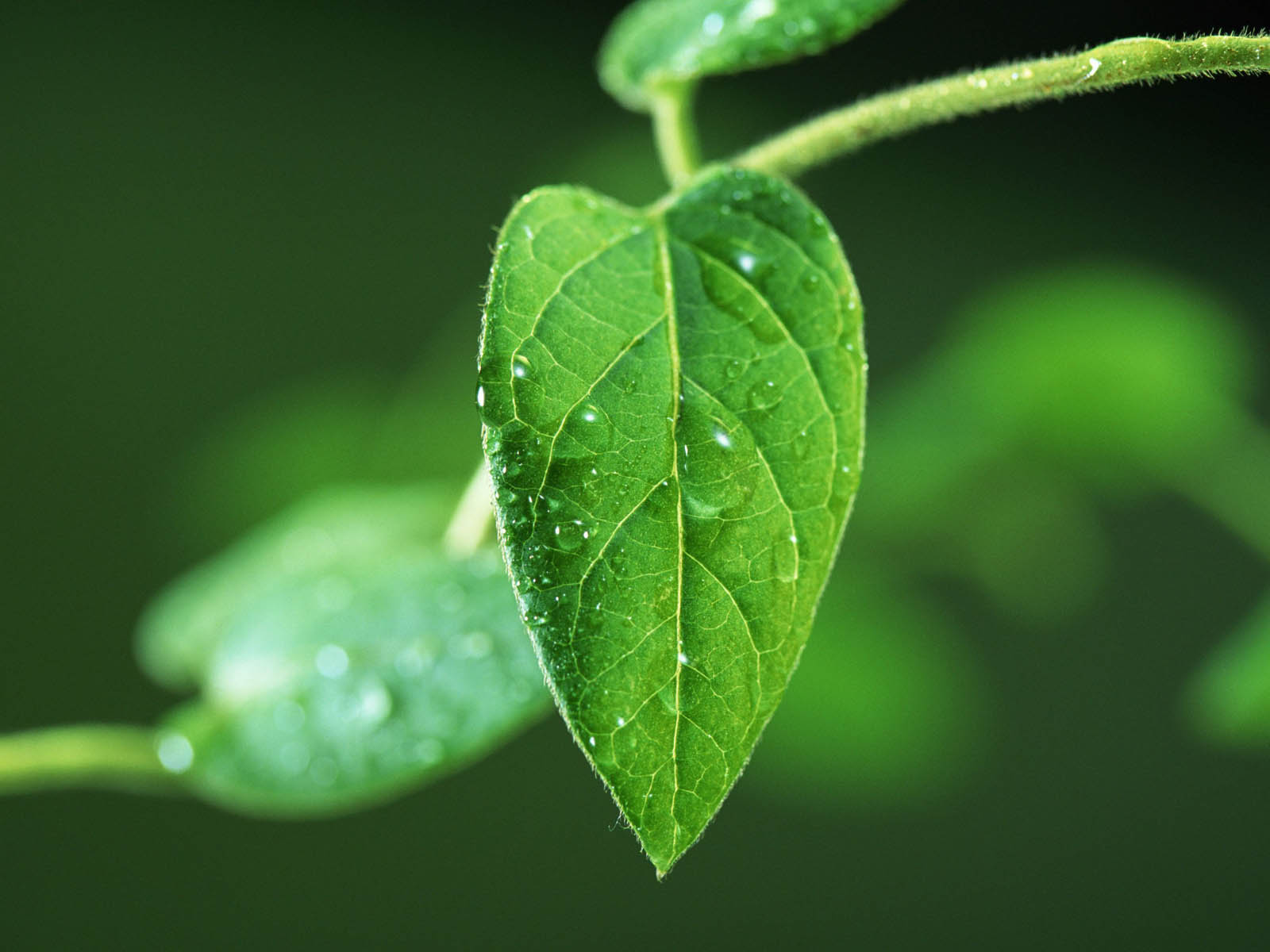 papier peint feuille verte,feuille,vert,l'eau,rosée,humidité