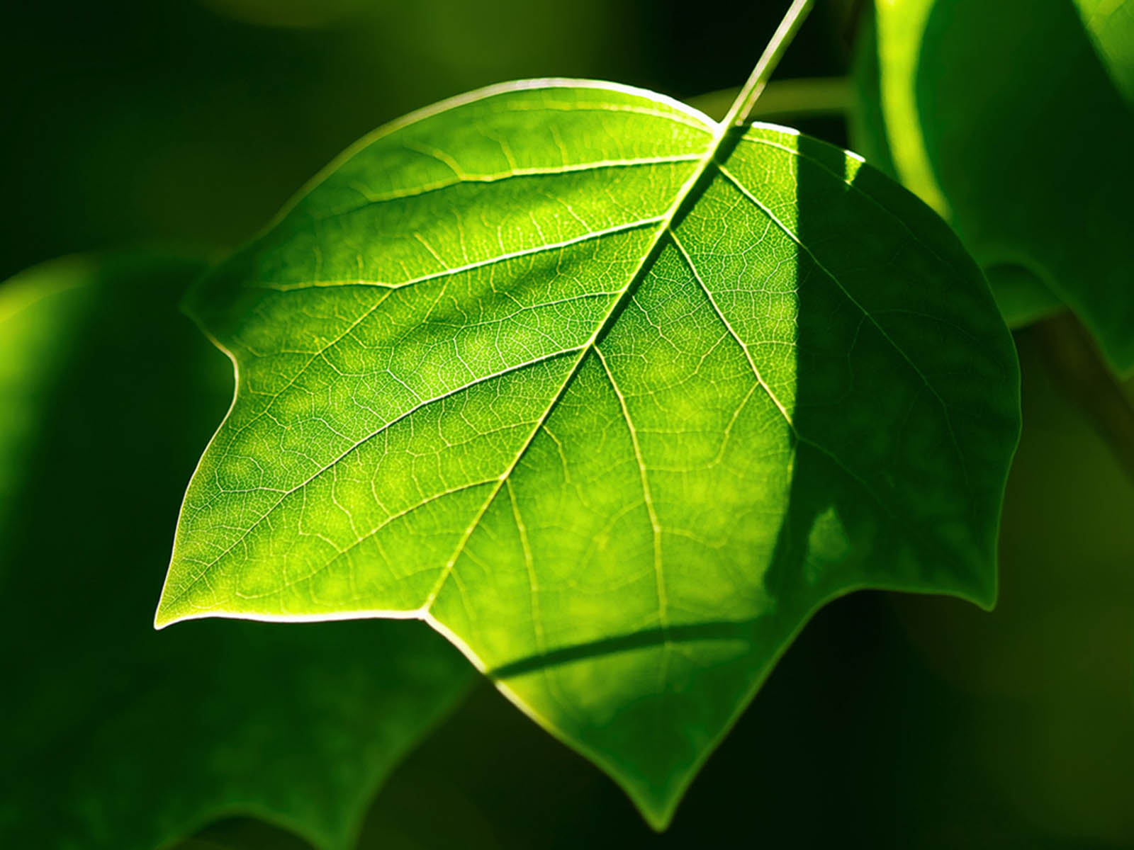 fondo de pantalla de hoja verde,verde,hoja,naturaleza,planta,flor