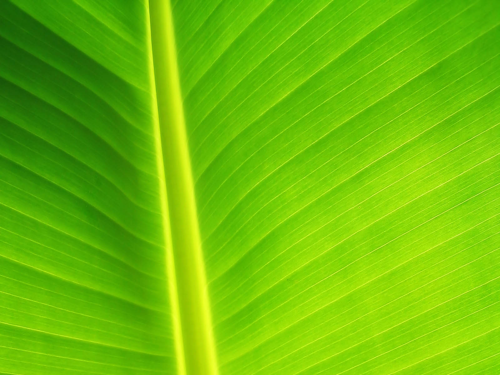 papier peint feuille verte,vert,feuille,feuille de banane,plante,jaune