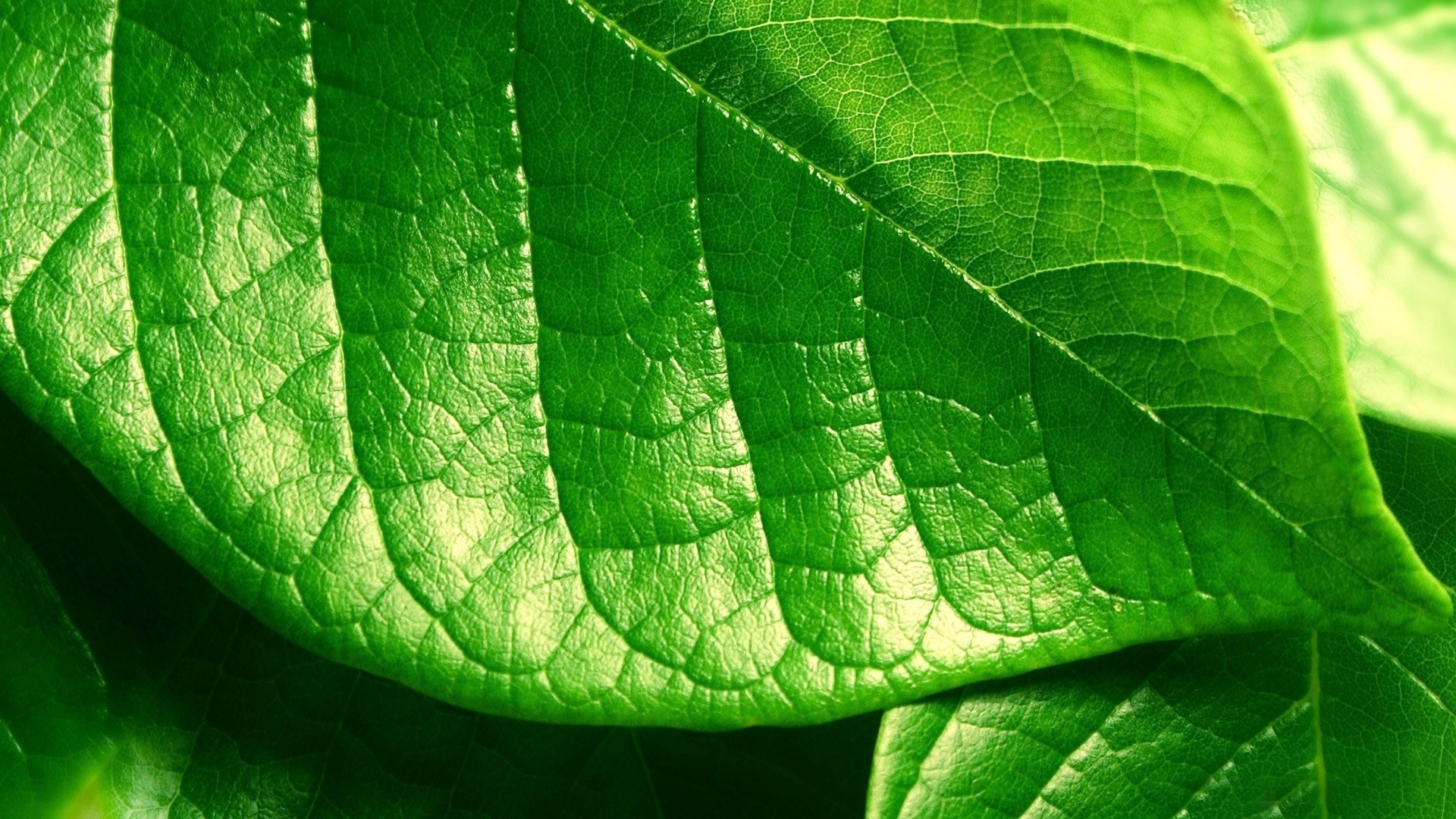 green leaf wallpaper,leaf,green,plant,flower,close up