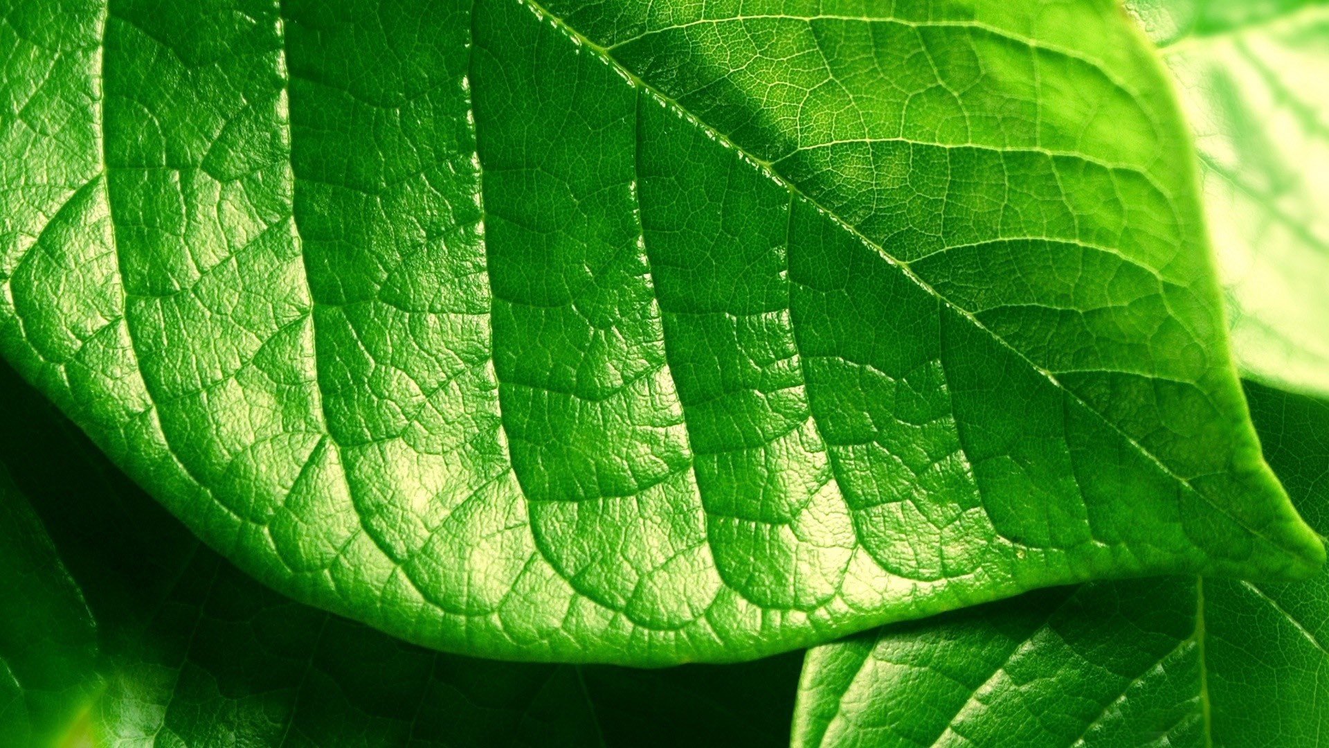 fondo de pantalla de hoja verde,hoja,verde,planta,flor,de cerca