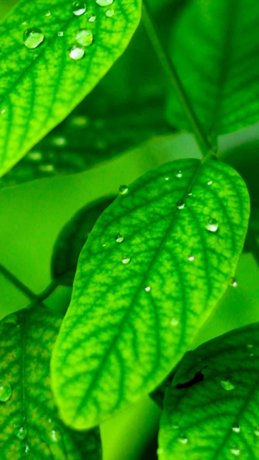 green leaf wallpaper,green,leaf,flower,water,plant