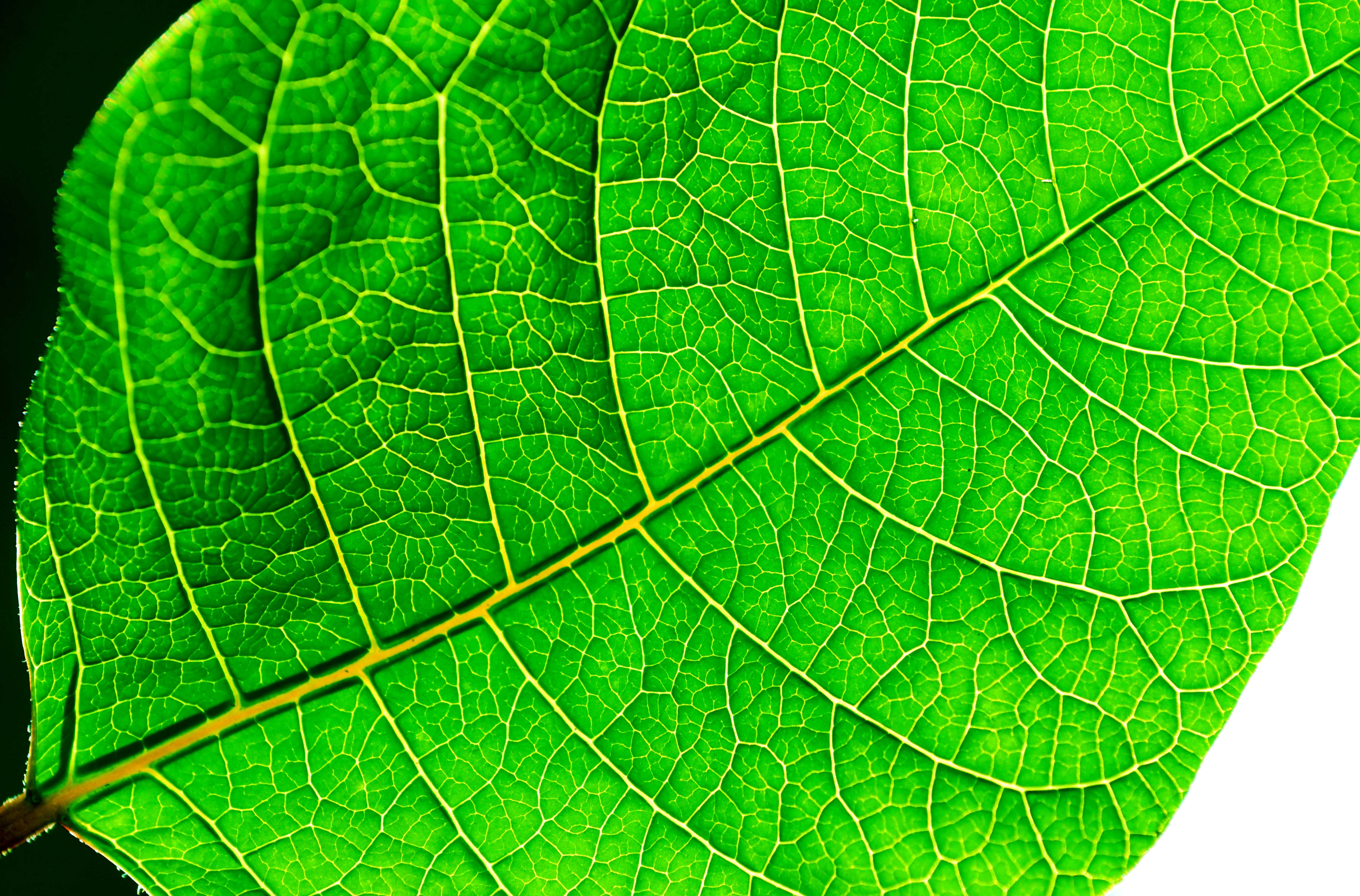 fondo de pantalla de hoja verde,hoja,verde,planta,fotografía macro,patologia de planta