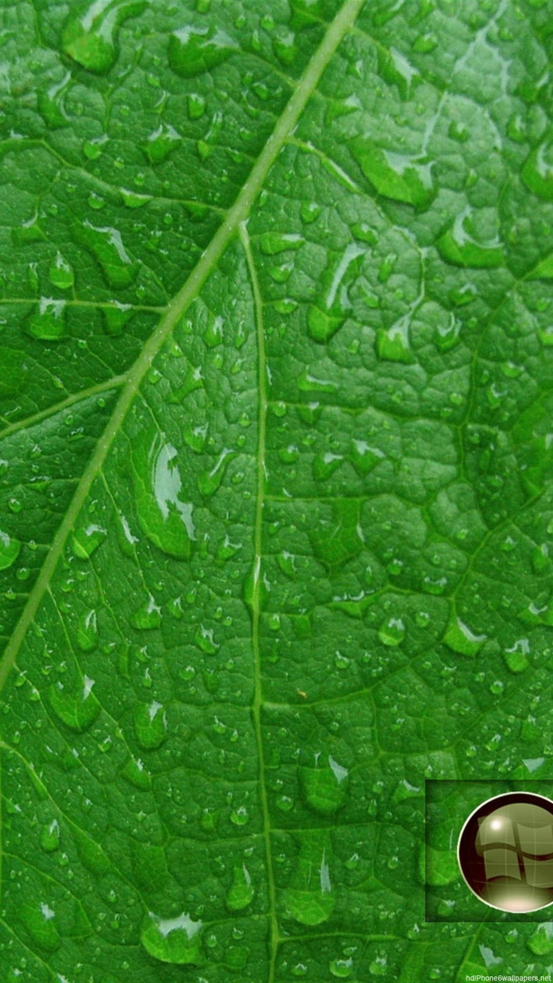 녹색 잎 벽지,잎,초록,물,식물,식물 병리학