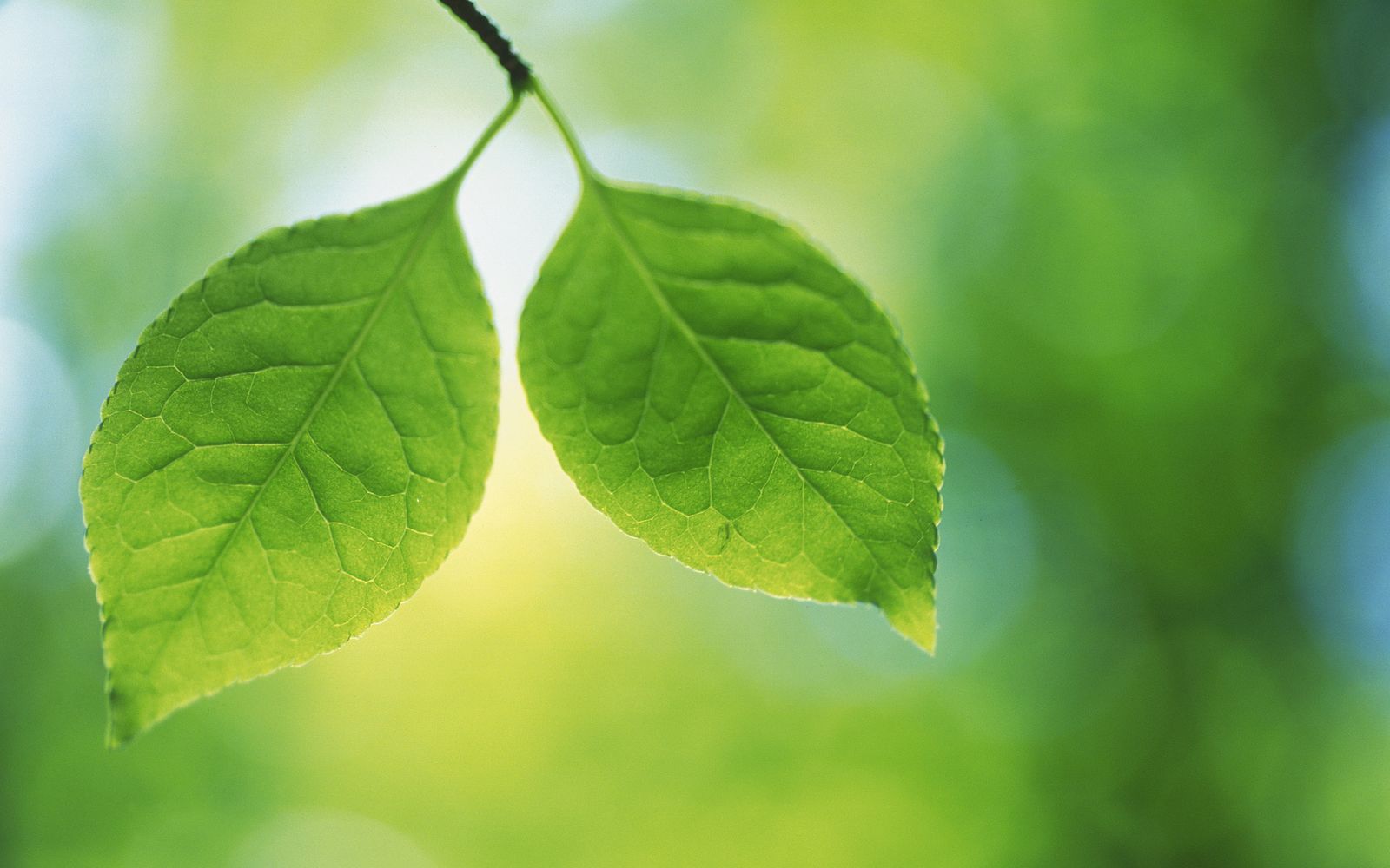 papier peint feuille verte,feuille,vert,plante,fleur,arbre