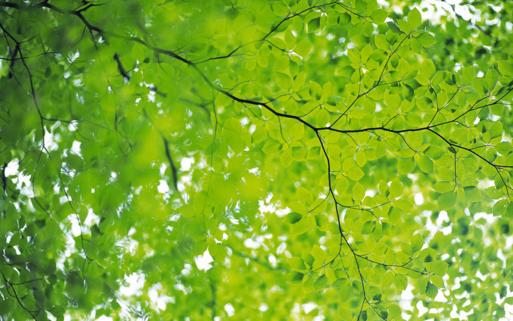 papier peint feuille verte,vert,arbre,feuille,la nature,plante