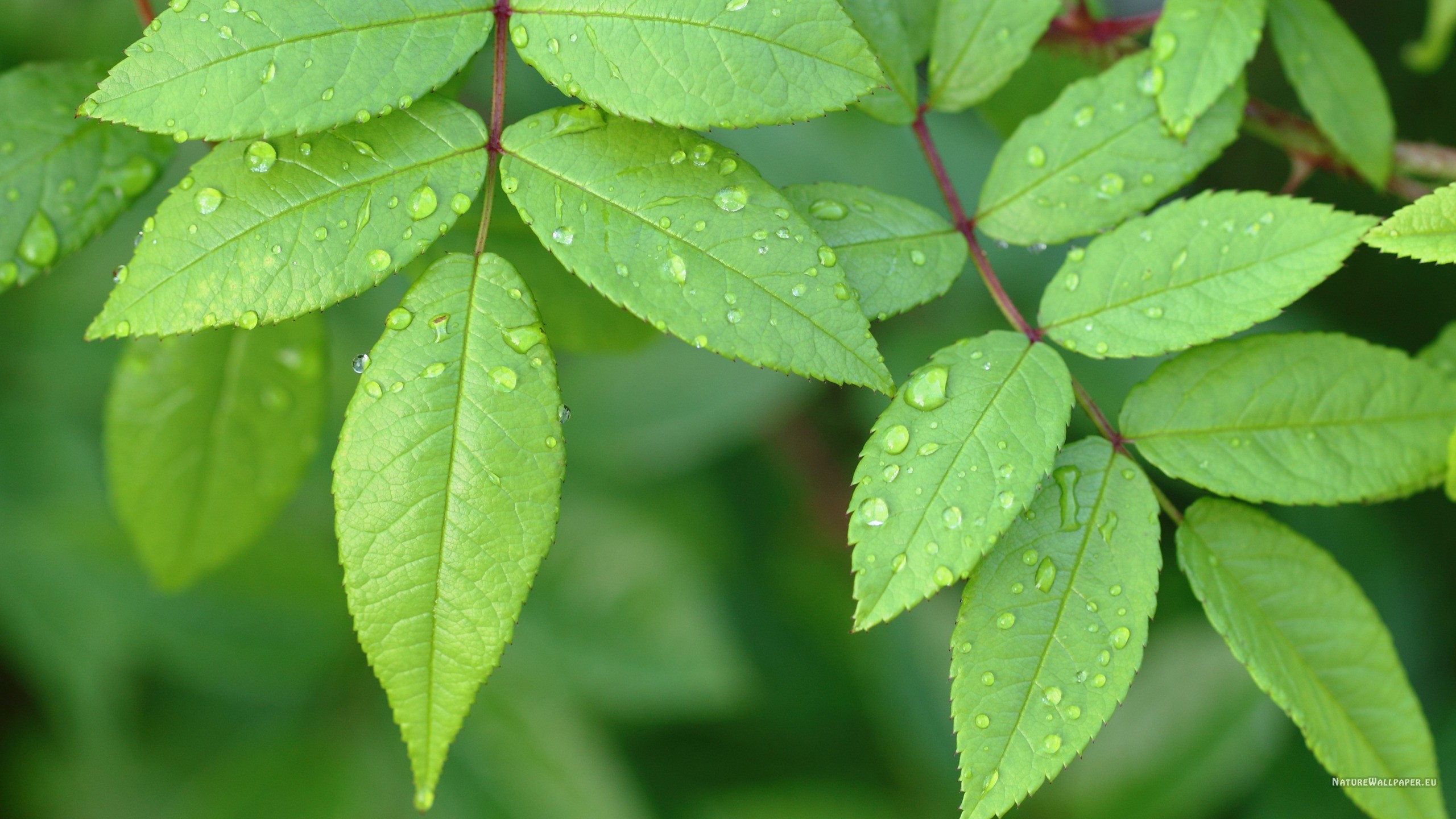 carta da parati foglia verde,fiore,foglia,pianta,albero,pianta fiorita