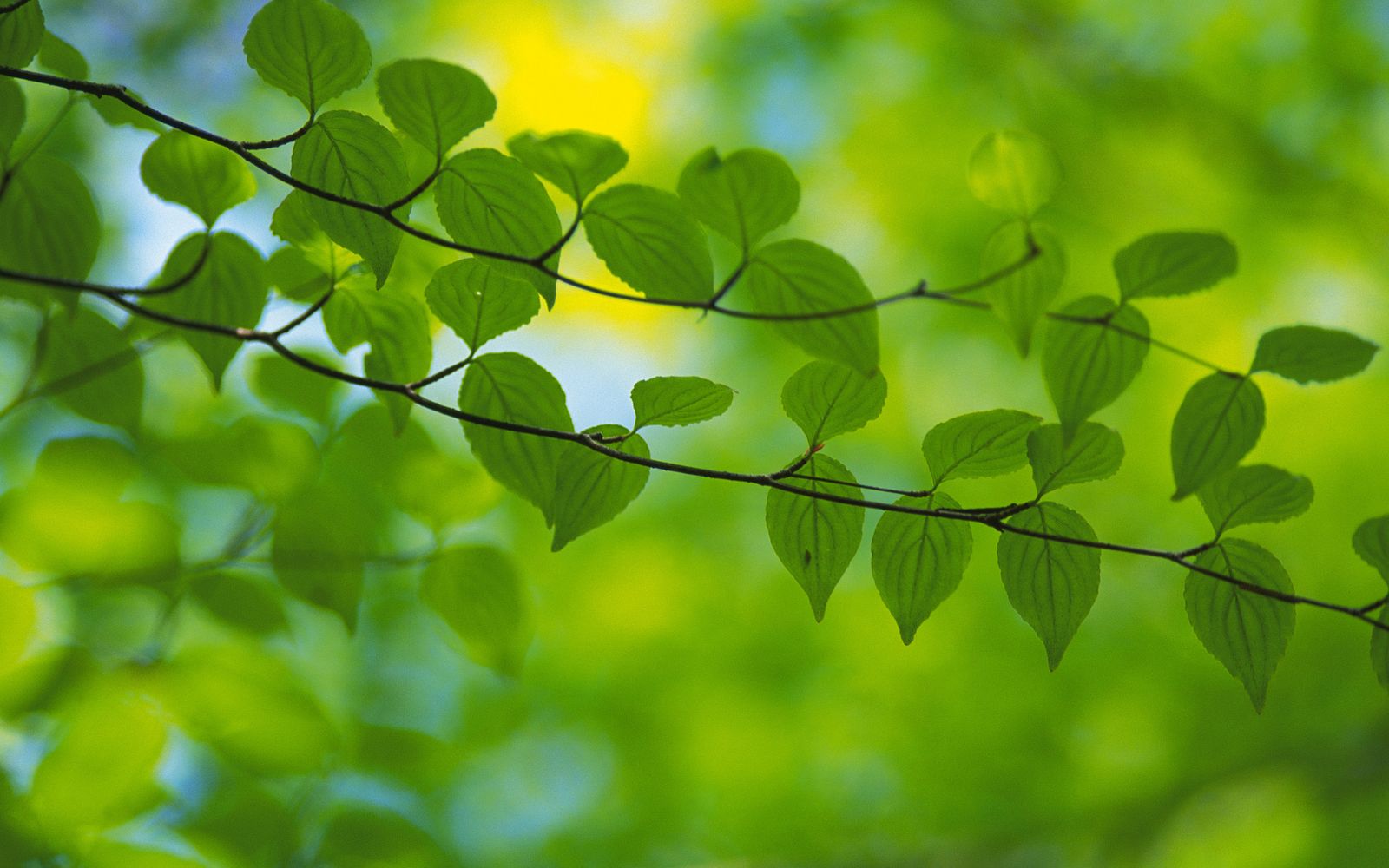 green leaf wallpaper,green,leaf,nature,branch,tree