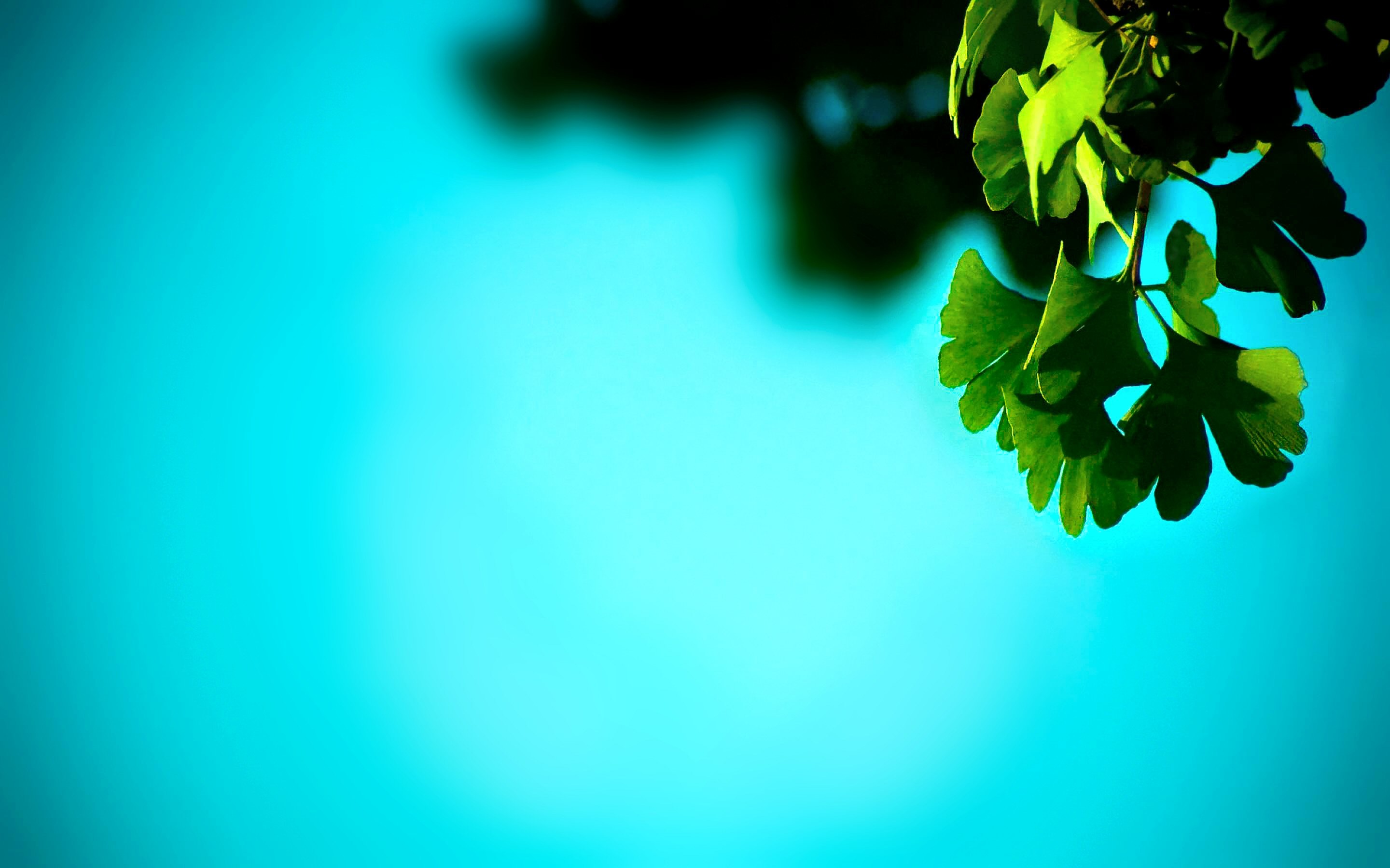 슬라이드 벽지,초록,푸른,자연,잎,아쿠아