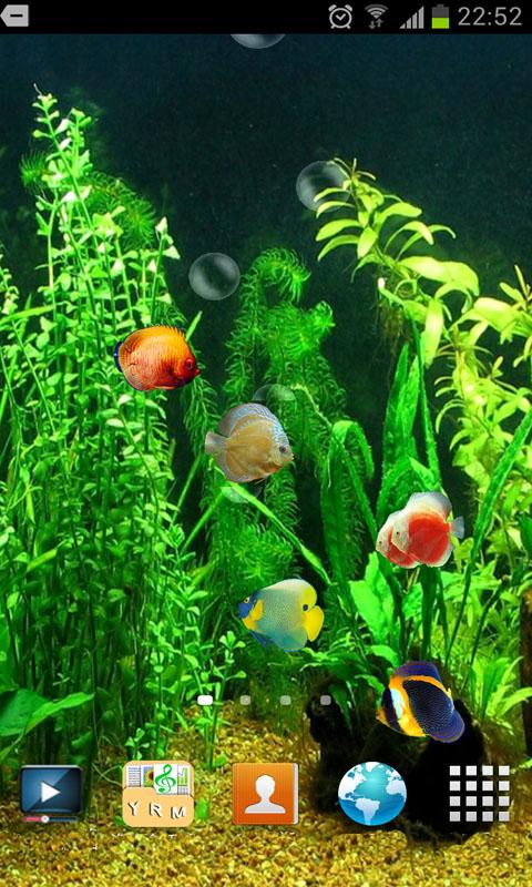 hdタッチスクリーン携帯壁紙,水族館,淡水水族館,魚,魚,水生植物