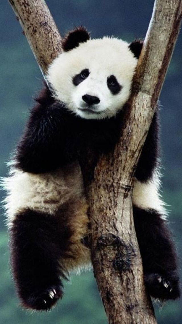 fond d'écran panda iphone,panda,animal terrestre,museau,panda rouge,fourrure