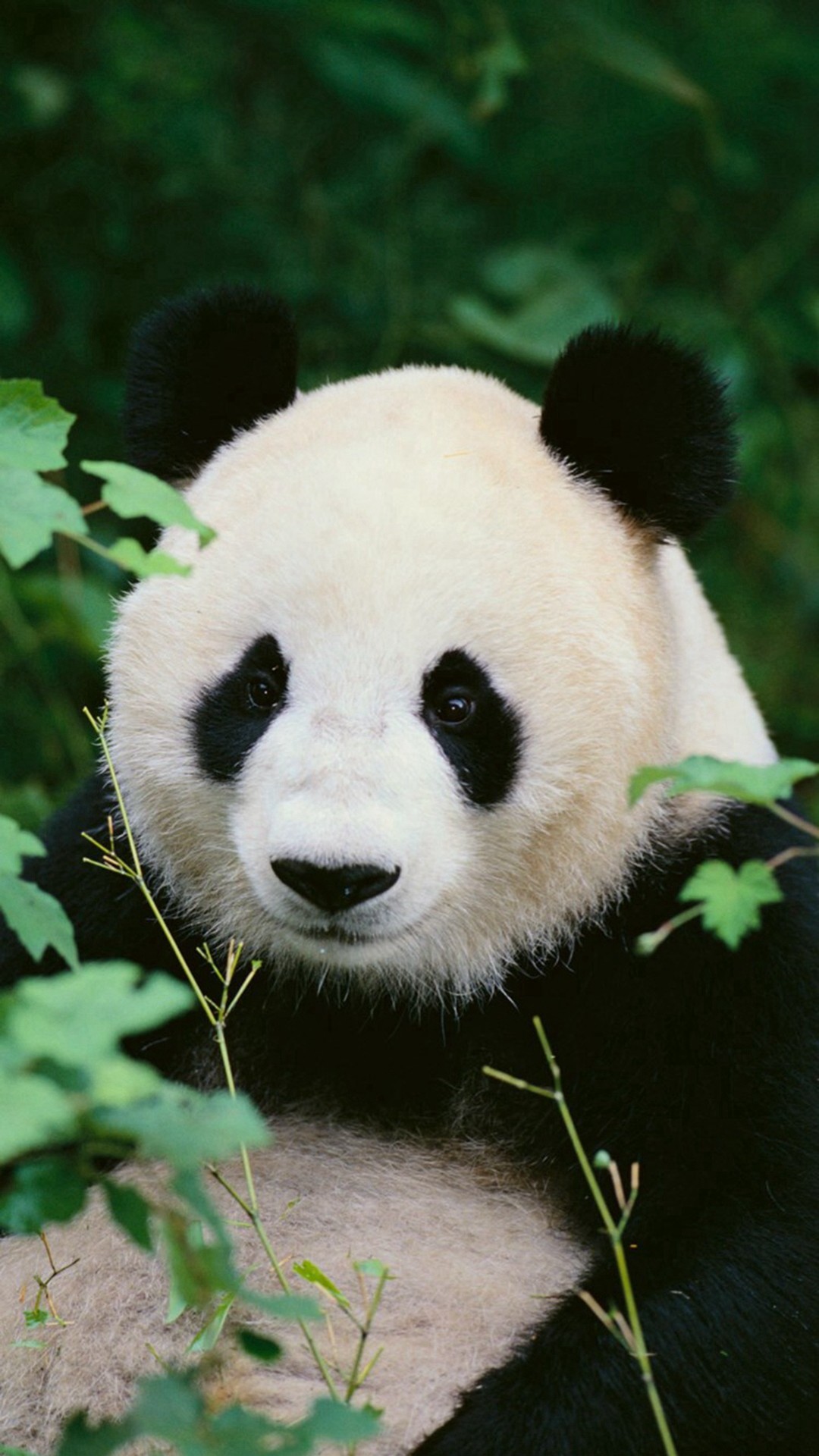 panda wallpaper iphone,panda,vertebrate,terrestrial animal,mammal,nature reserve