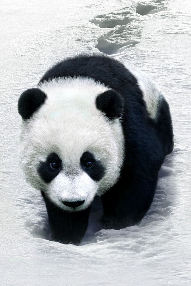 panda wallpaper iphone,panda,mammal,terrestrial animal,vertebrate,fur