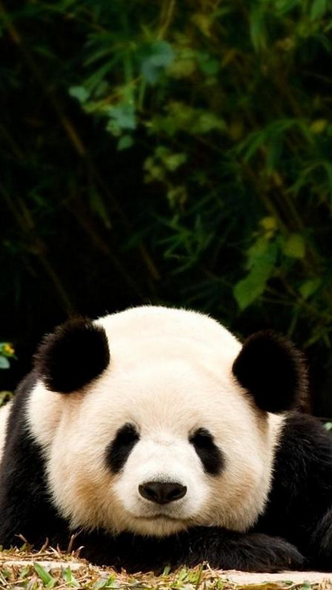 panda wallpaper iphone,panda,landtier,bär,schnauze,pelz