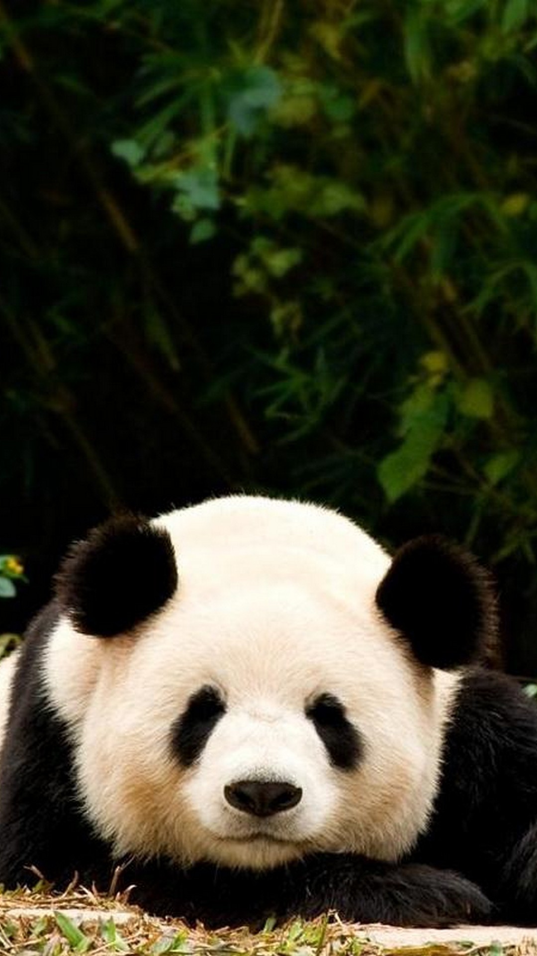 panda fondos de pantalla iphone,panda,animal terrestre,oso,hocico,piel