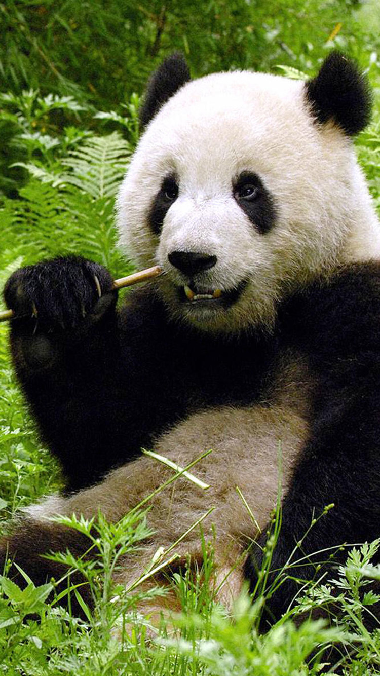 panda fondos de pantalla iphone,panda,animal terrestre,oso,hocico